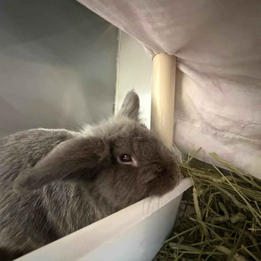 Enlarge Thumper-IN FOSTER, a Adoptable mixed breed in Birdsboro, PA image 3/3
