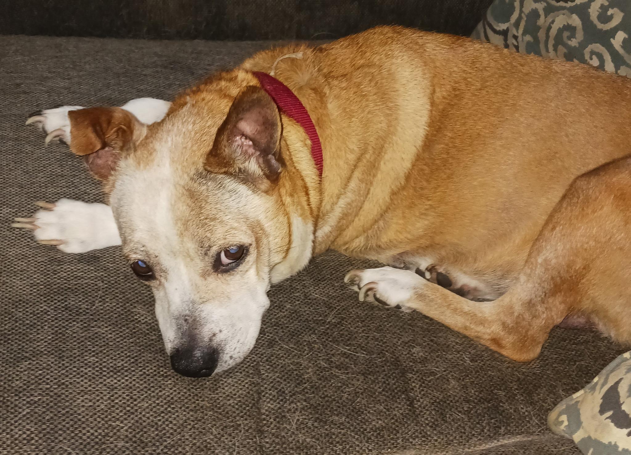 Holly Bear, Adoptable, Senior Female Pomeranian & Bull Terrier.