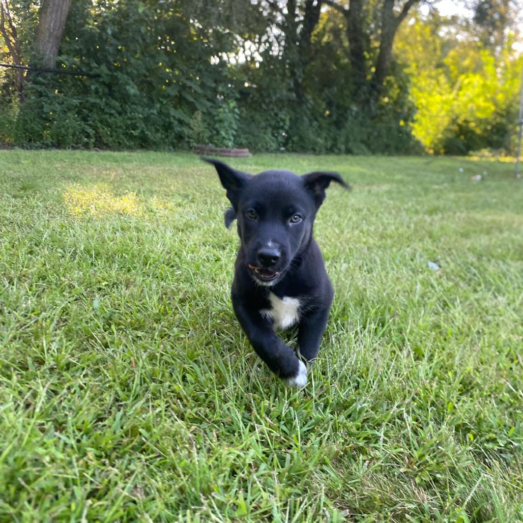 Tahoe, Adoptable, Puppy Male Mixed Breed.