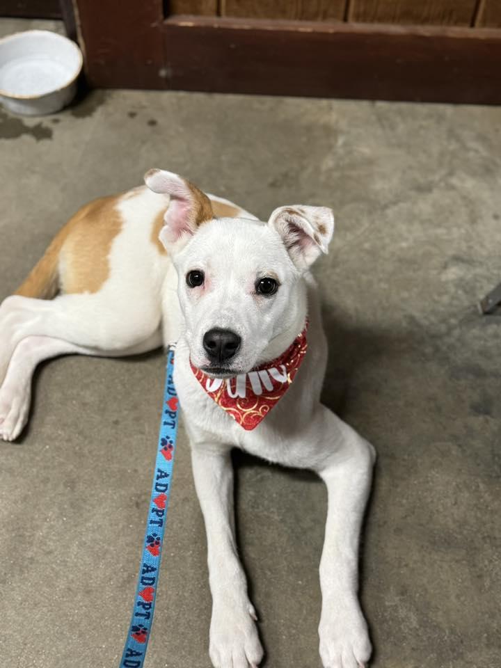 Enlarge Julio, a Adoptable mixed breed in South Bend, IN image 1/6
