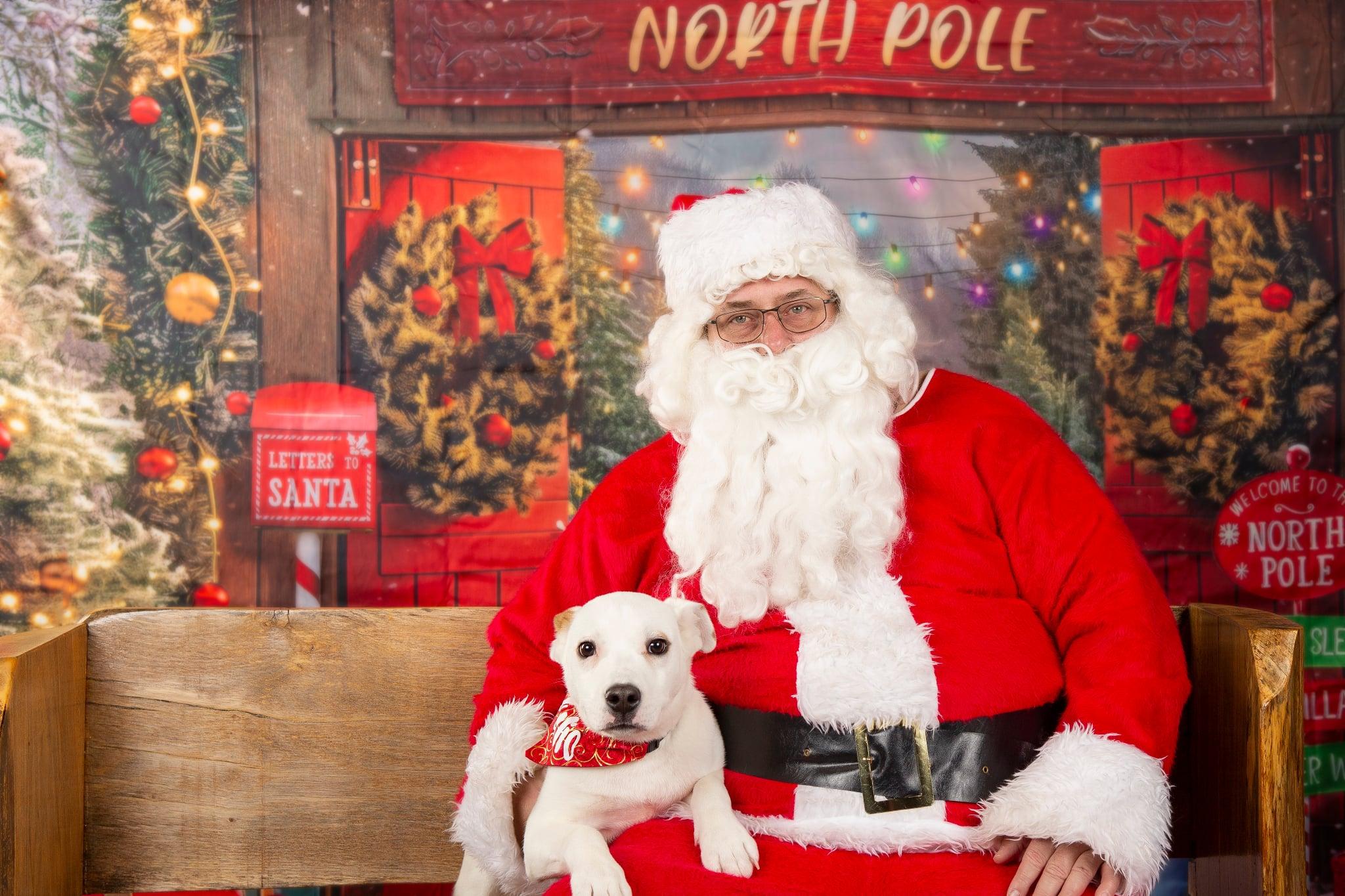 Enlarge Julio, a Adoptable mixed breed in South Bend, IN image 2/6