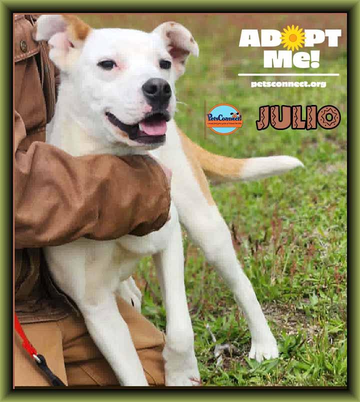 Joyful Julio, a Adoptable mixed breed in South Bend, IN image 6/6