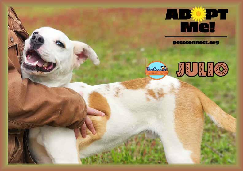 Joyful Julio, a Adoptable mixed breed in South Bend, IN image 4/6