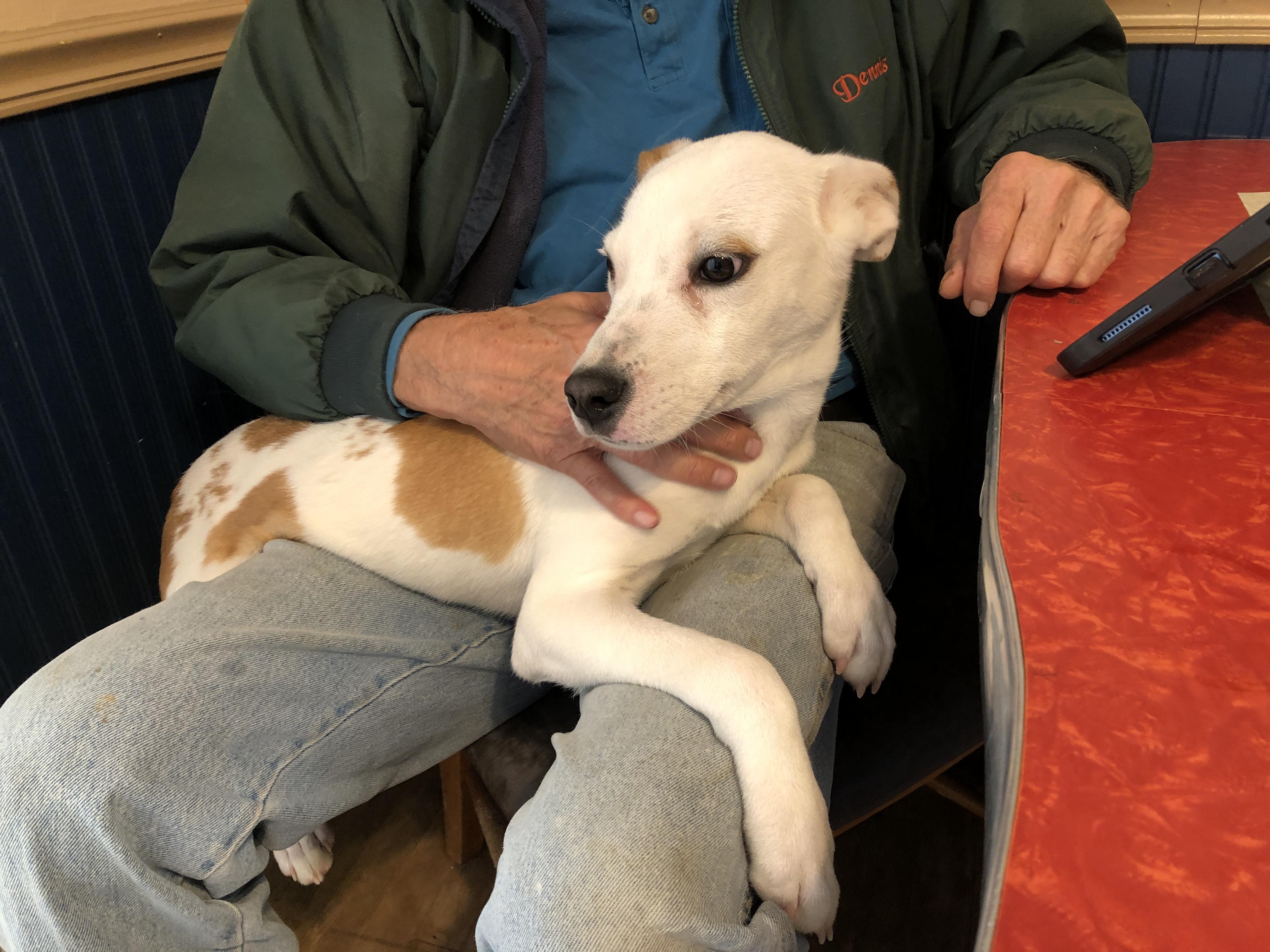 Enlarge Julio, a Adoptable mixed breed in South Bend, IN image 3/6