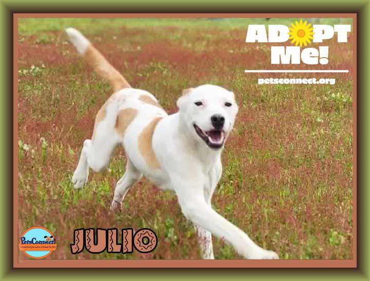 Joyful Julio, a Adoptable mixed breed in South Bend, IN image 1/6