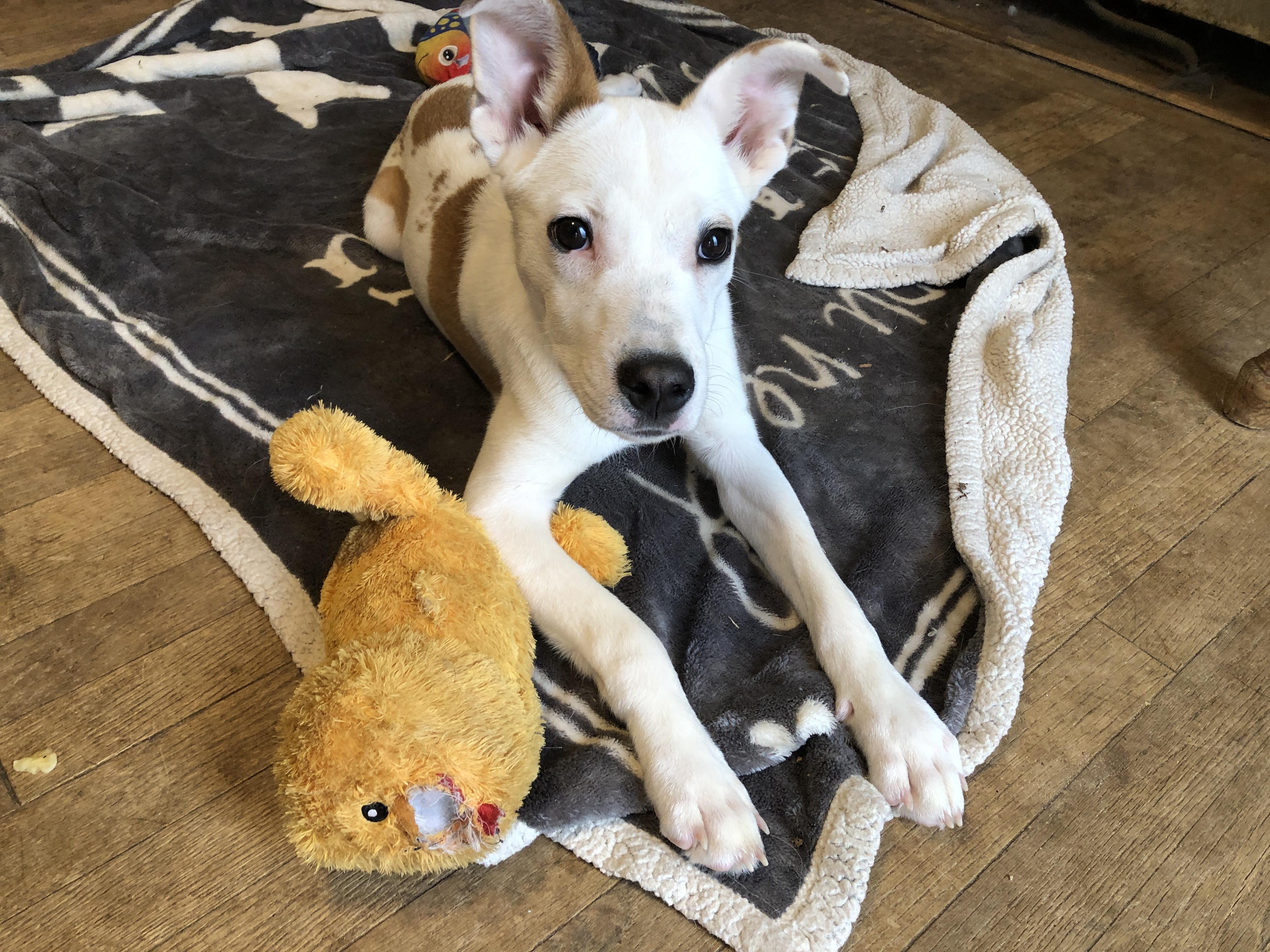 Enlarge Julio, a Adoptable mixed breed in South Bend, IN image 4/6
