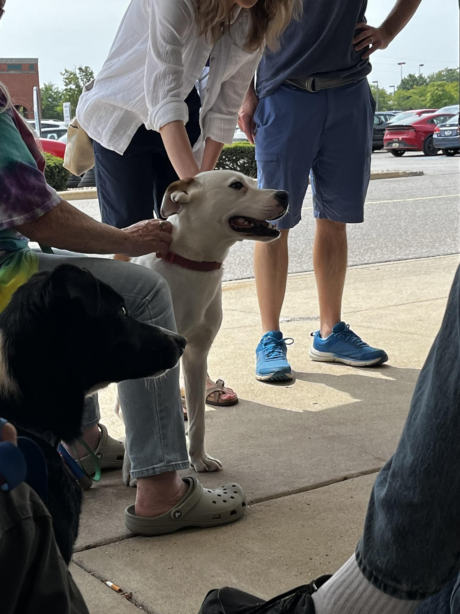 Enlarge Joyful Julio, a Adoptable mixed breed in South Bend, IN image 4/6