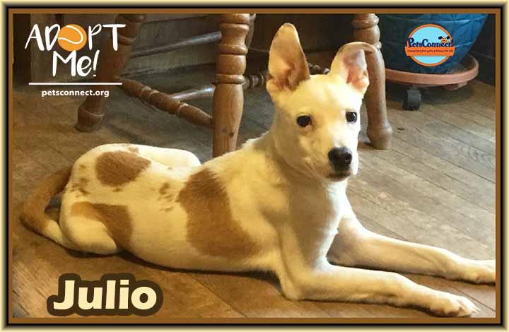 Enlarge Julio, a Adoptable mixed breed in South Bend, IN image 6/6