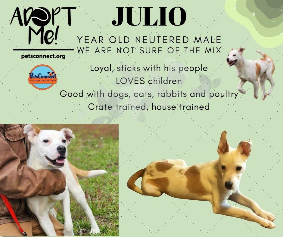 Joyful Julio, Adoptable, Young Male Hound.