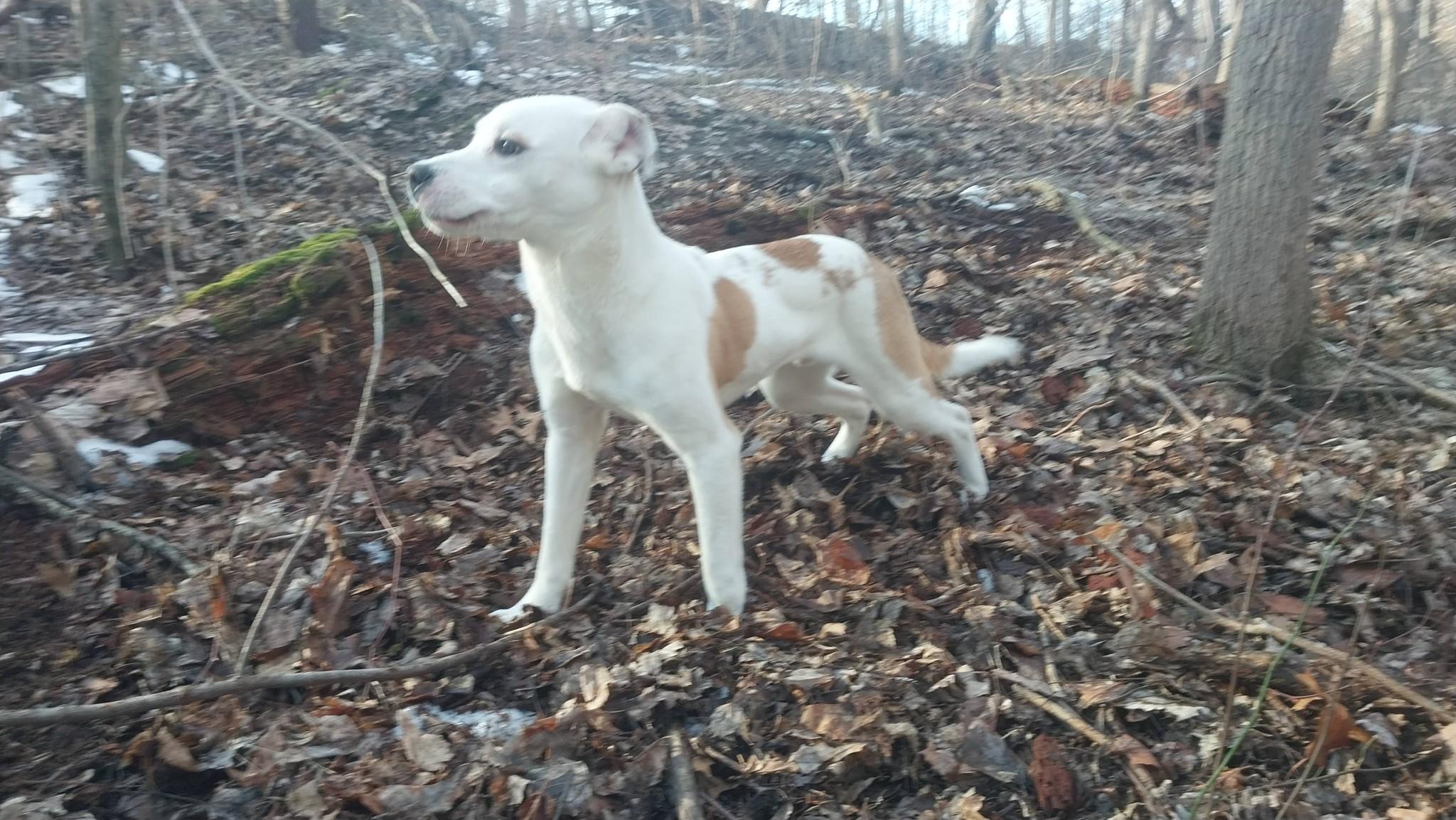 Joyful Julio, a Adoptable mixed breed in South Bend, IN image 5/6