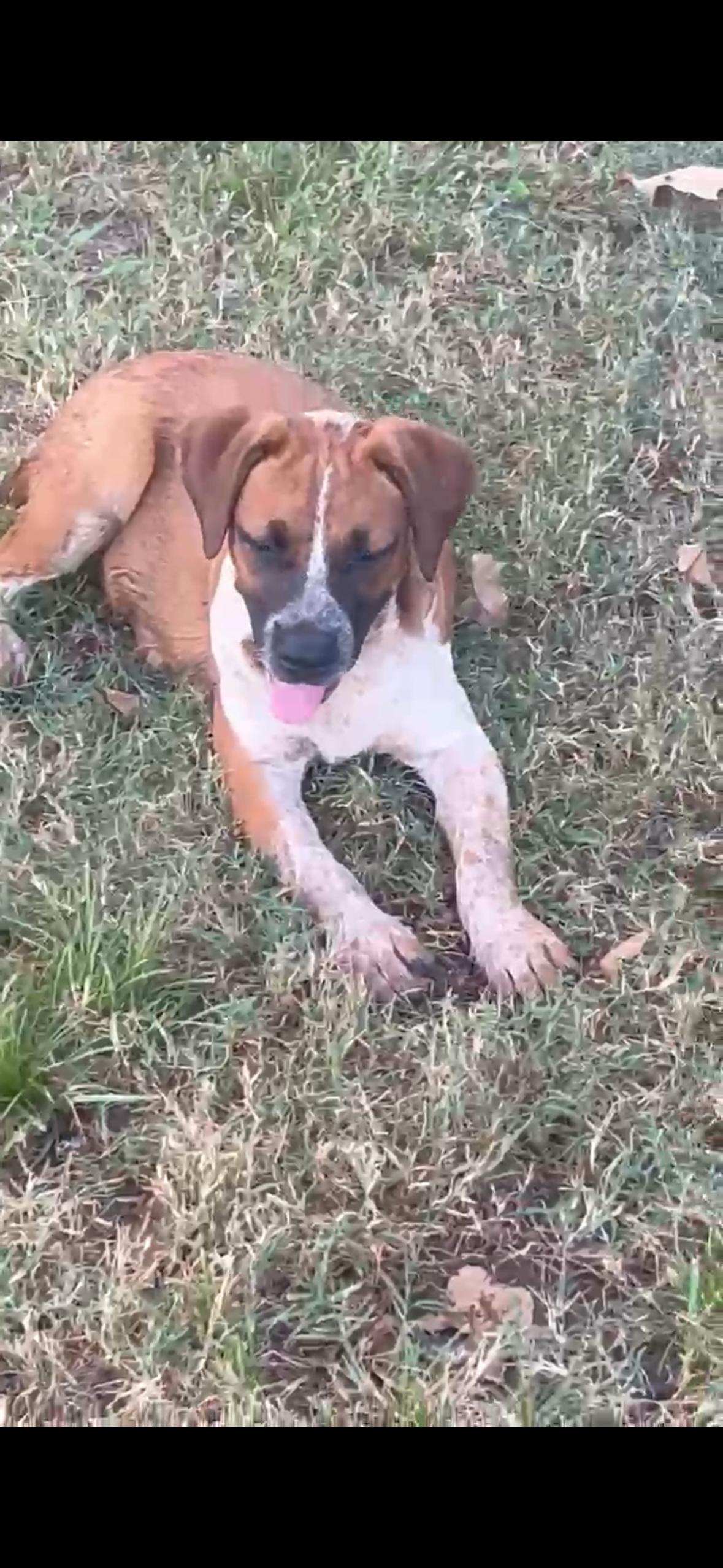 Enlarge Patton, a Adoptable mixed breed in North Kingstown , RI image 5/6