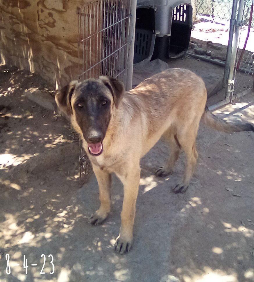 Enlarge Basil - of Belgian Malinois family - **, a Adoptable mixed breed in Apple Valley, CA image 2/3