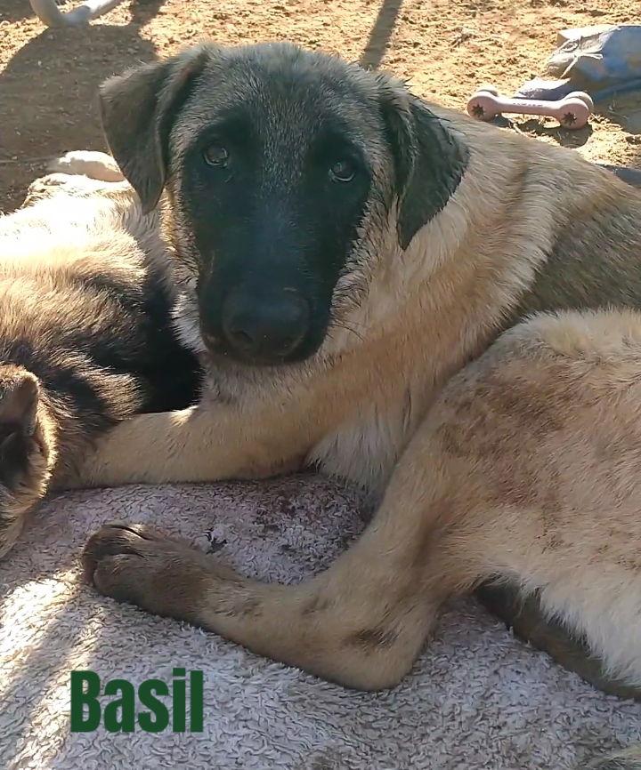 Enlarge Basil - of Belgian Malinois family - **, a Adoptable mixed breed in Apple Valley, CA image 3/3