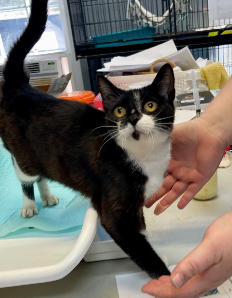 Cat for adoption Queena, a Domestic Short Hair in Winnsboro, SC