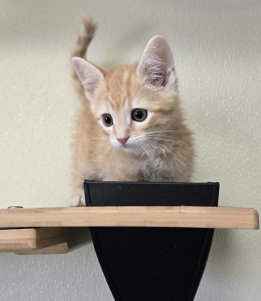 Fireball, adopted, Young Male Domestic Short Hair.