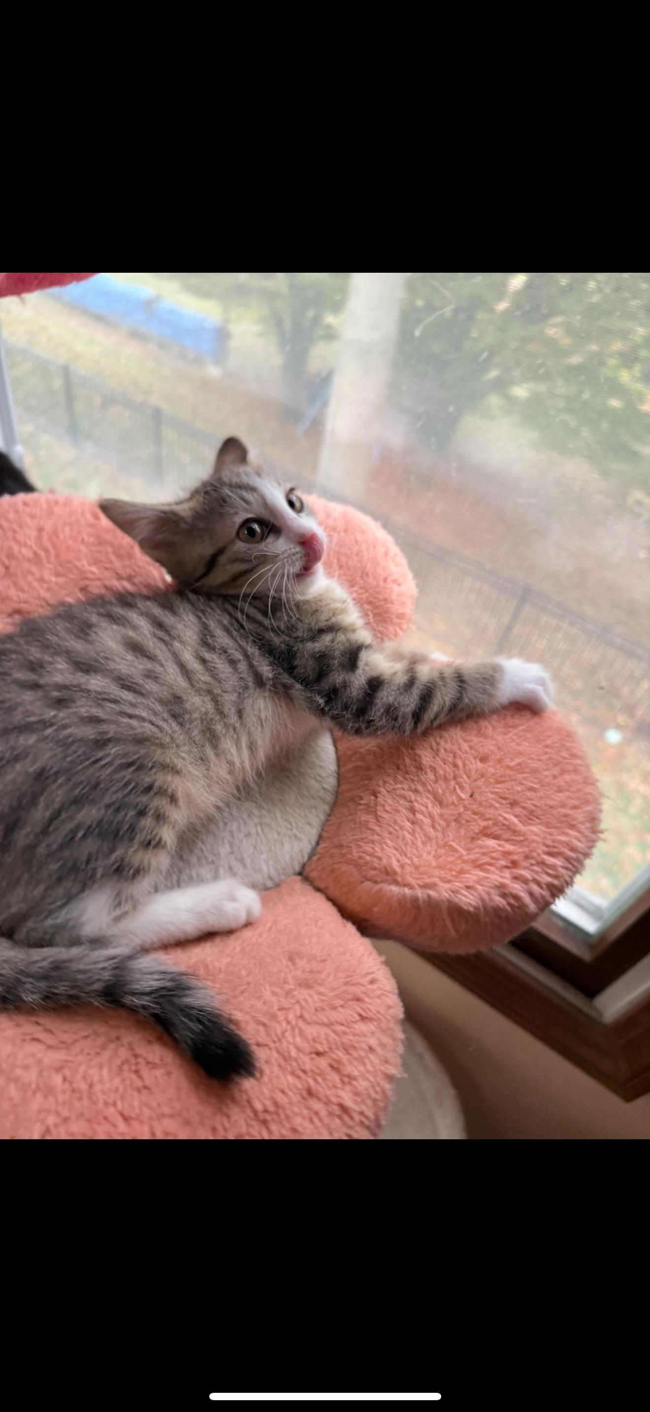 Wanda, a ADOPTABLE Domestic Short Hair in Hartville, OH image 1/3