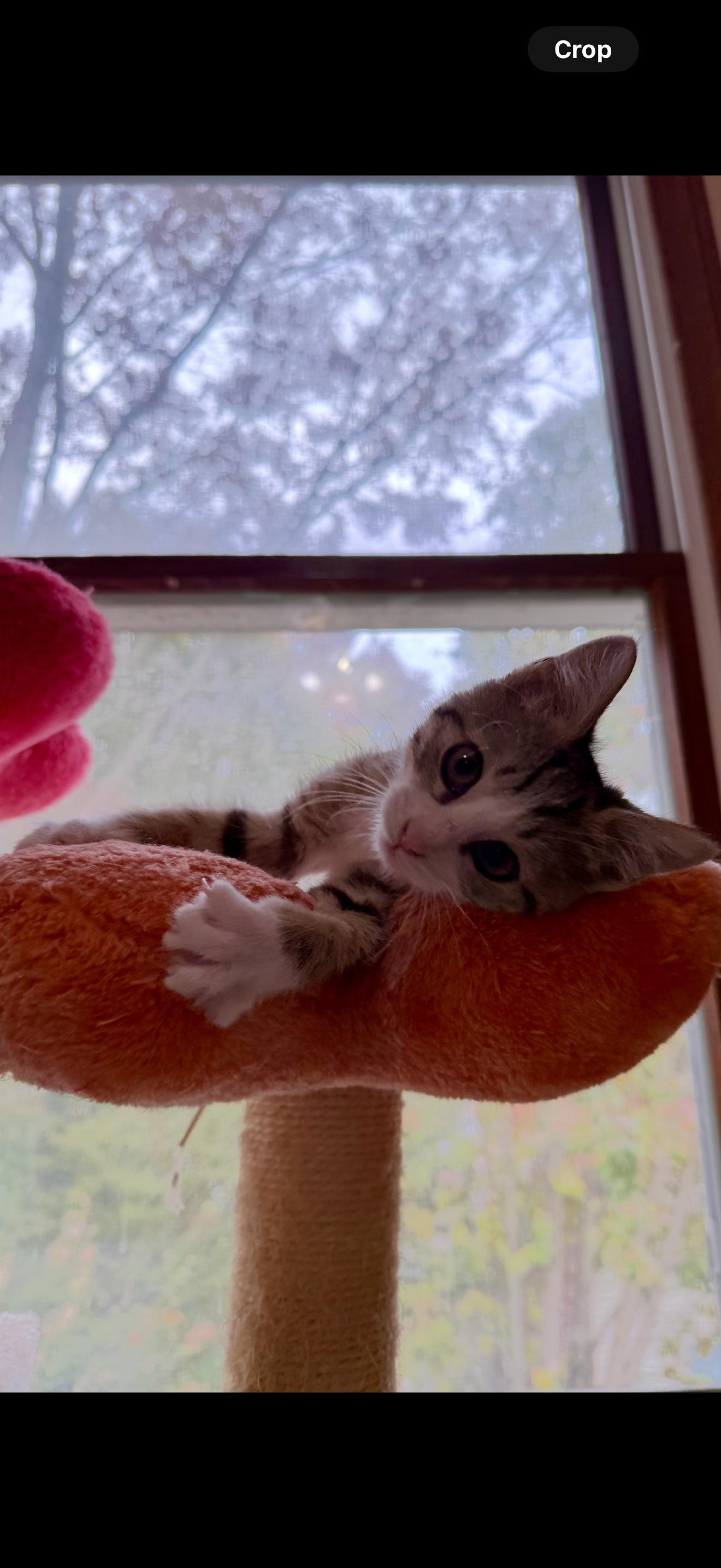 Wanda, a ADOPTABLE Domestic Short Hair in Hartville, OH image 2/3