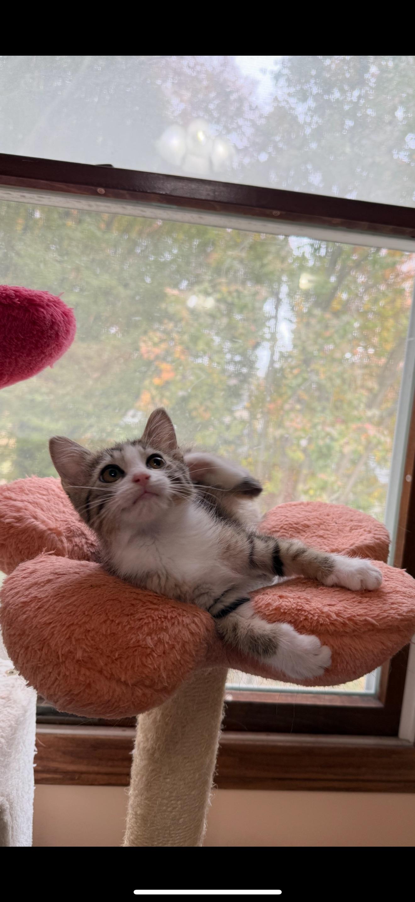 Wanda, a ADOPTABLE Domestic Short Hair in Hartville, OH image 3/3