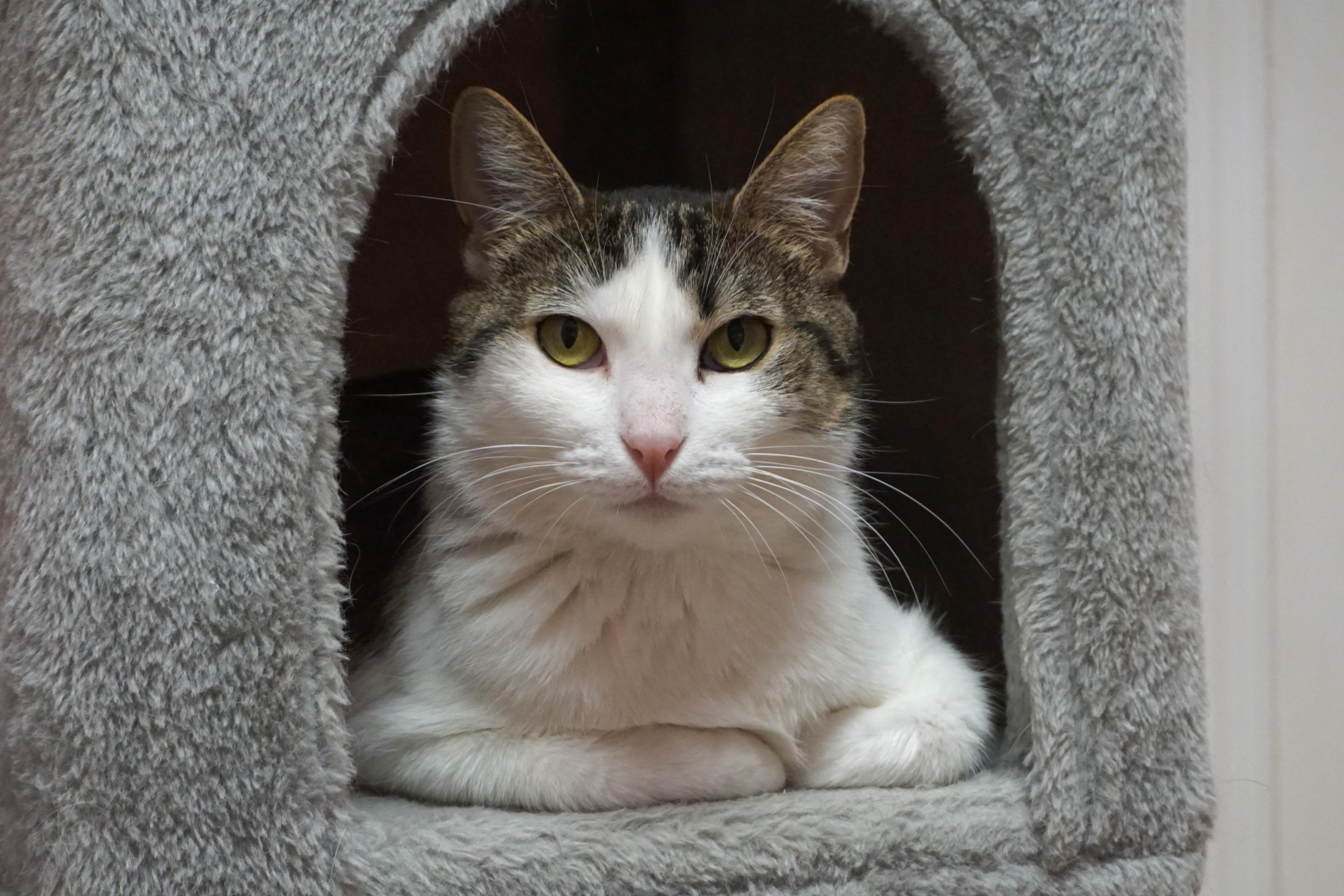 Michelle, an adopted Domestic Short Hair in Fountain Hills, AZ image 3/6