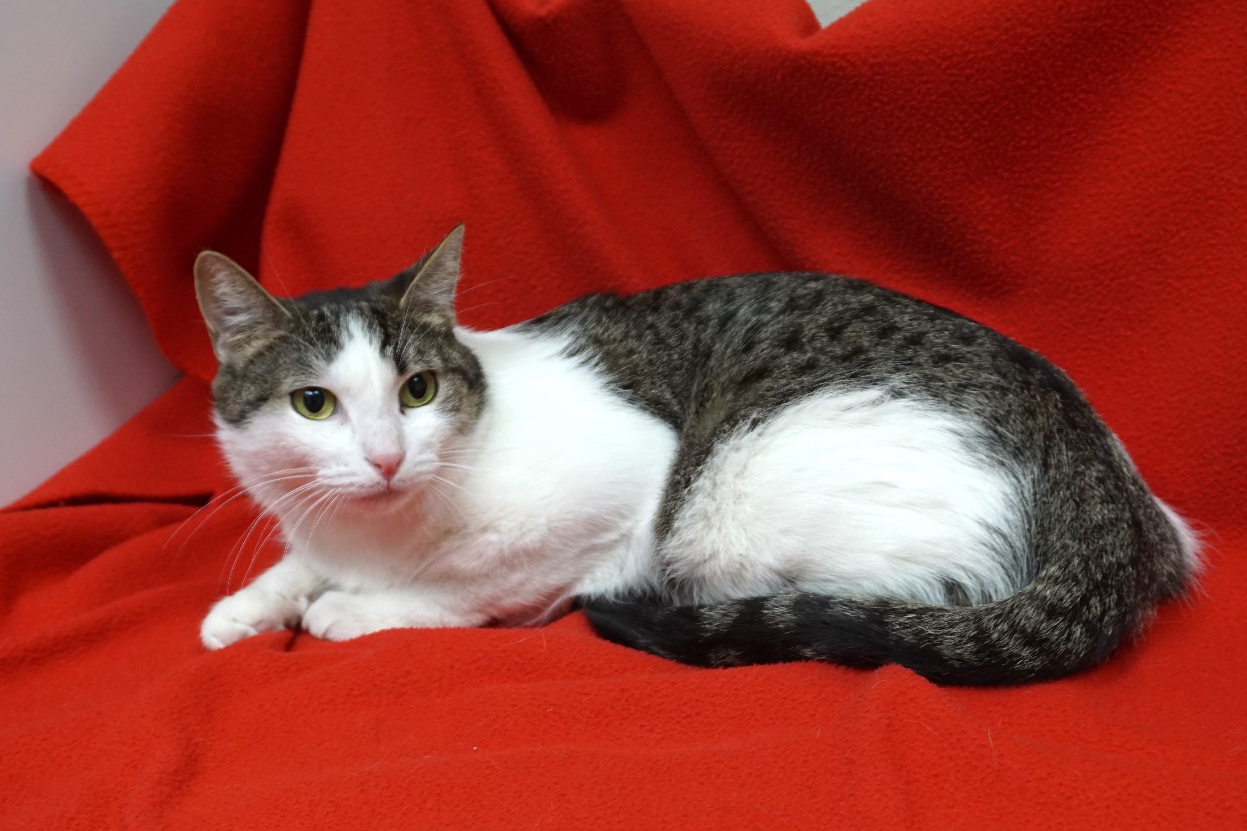 Michelle, an adopted Domestic Short Hair in Fountain Hills, AZ image 4/6