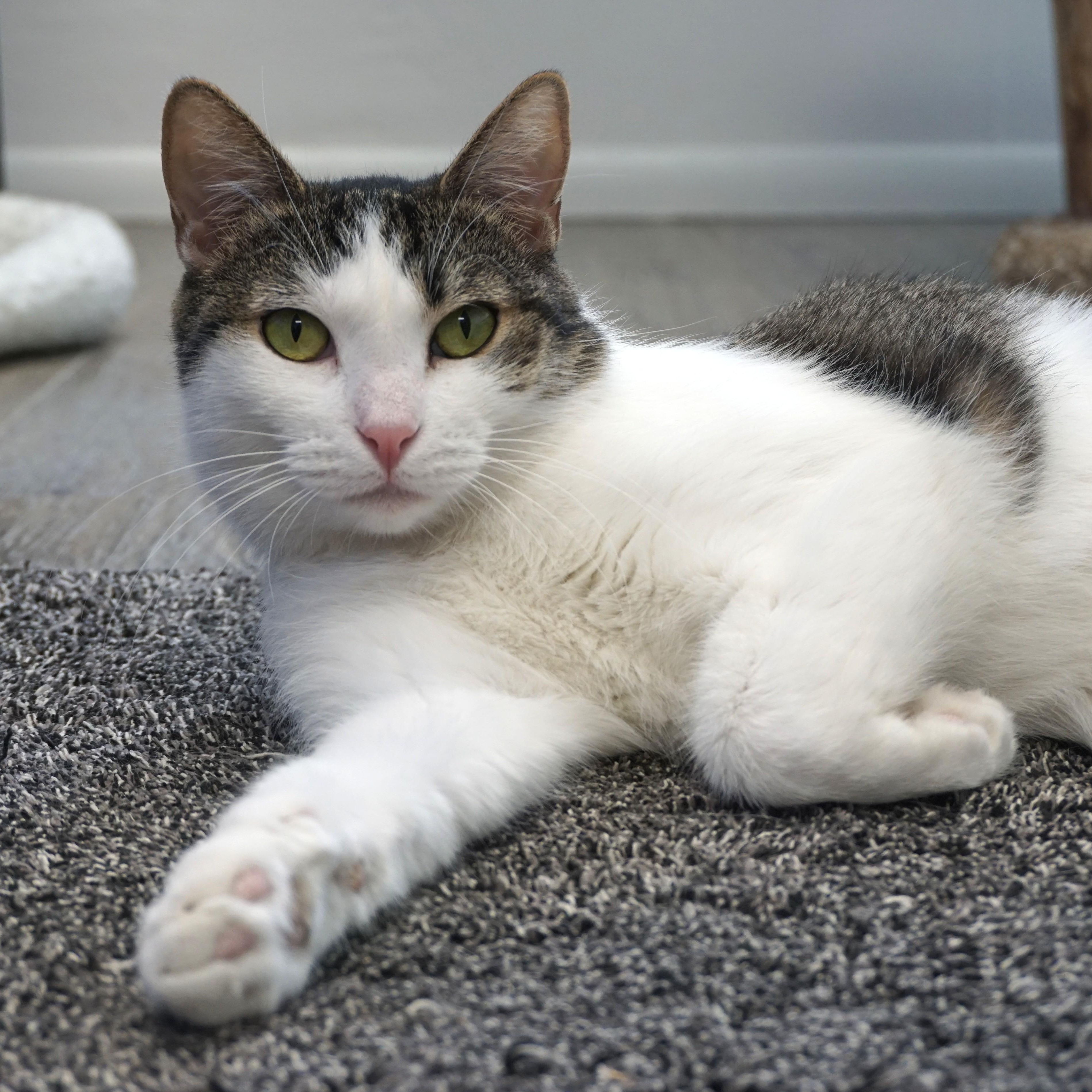 Michelle, an adopted Domestic Short Hair in Fountain Hills, AZ image 1/6