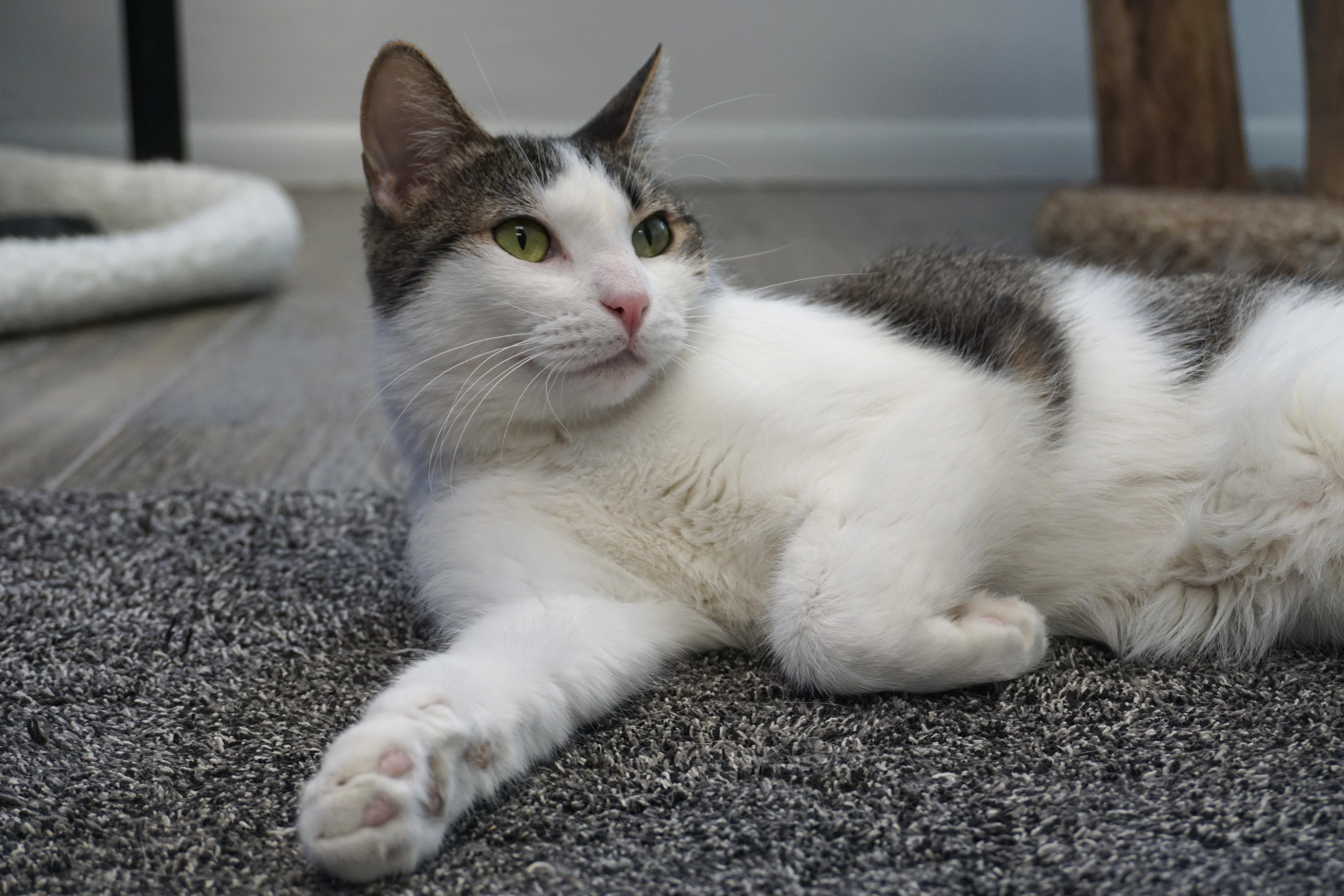 Michelle, an adopted Domestic Short Hair in Fountain Hills, AZ image 2/6