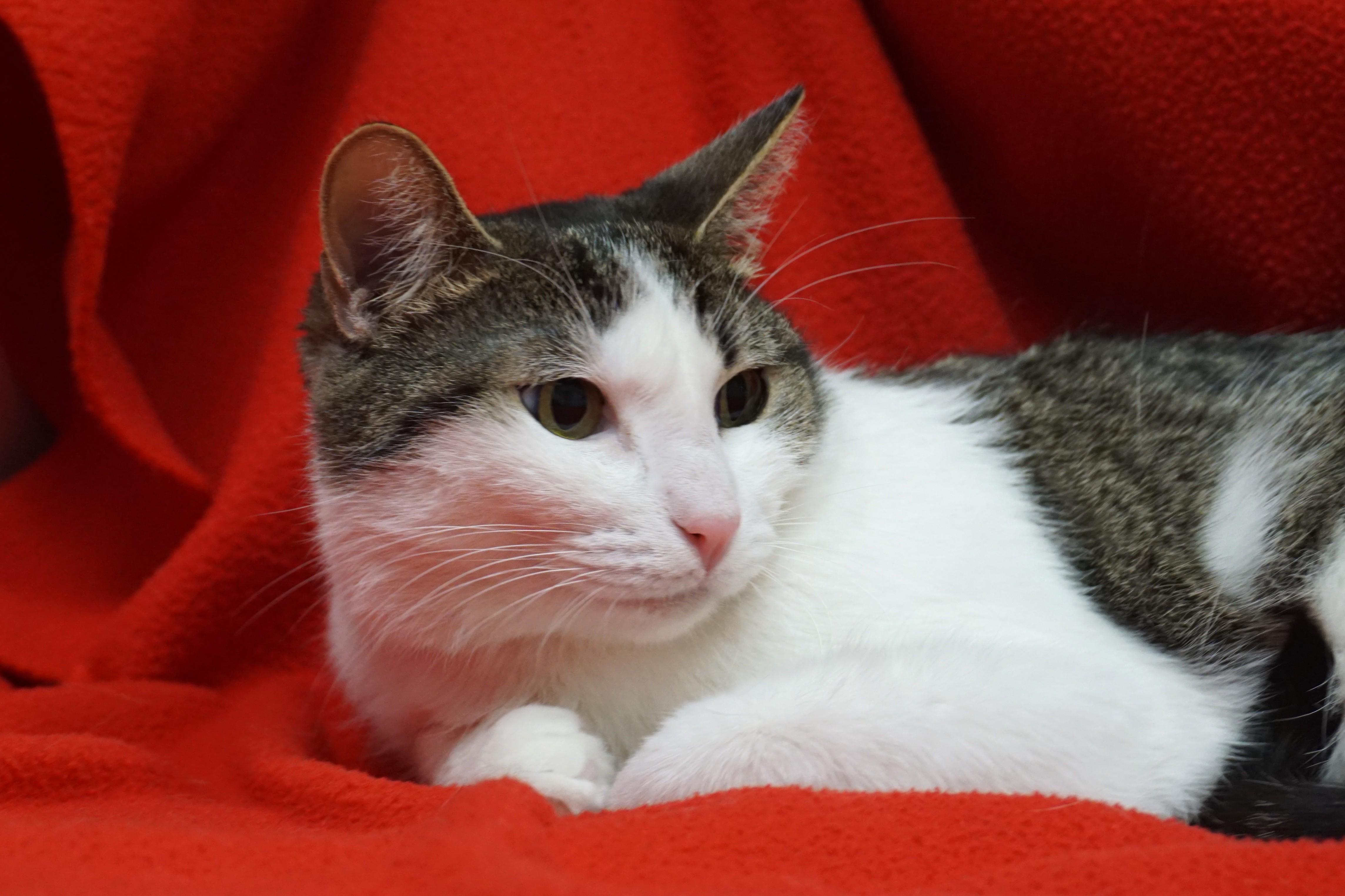 Michelle, an adopted Domestic Short Hair in Fountain Hills, AZ image 5/6