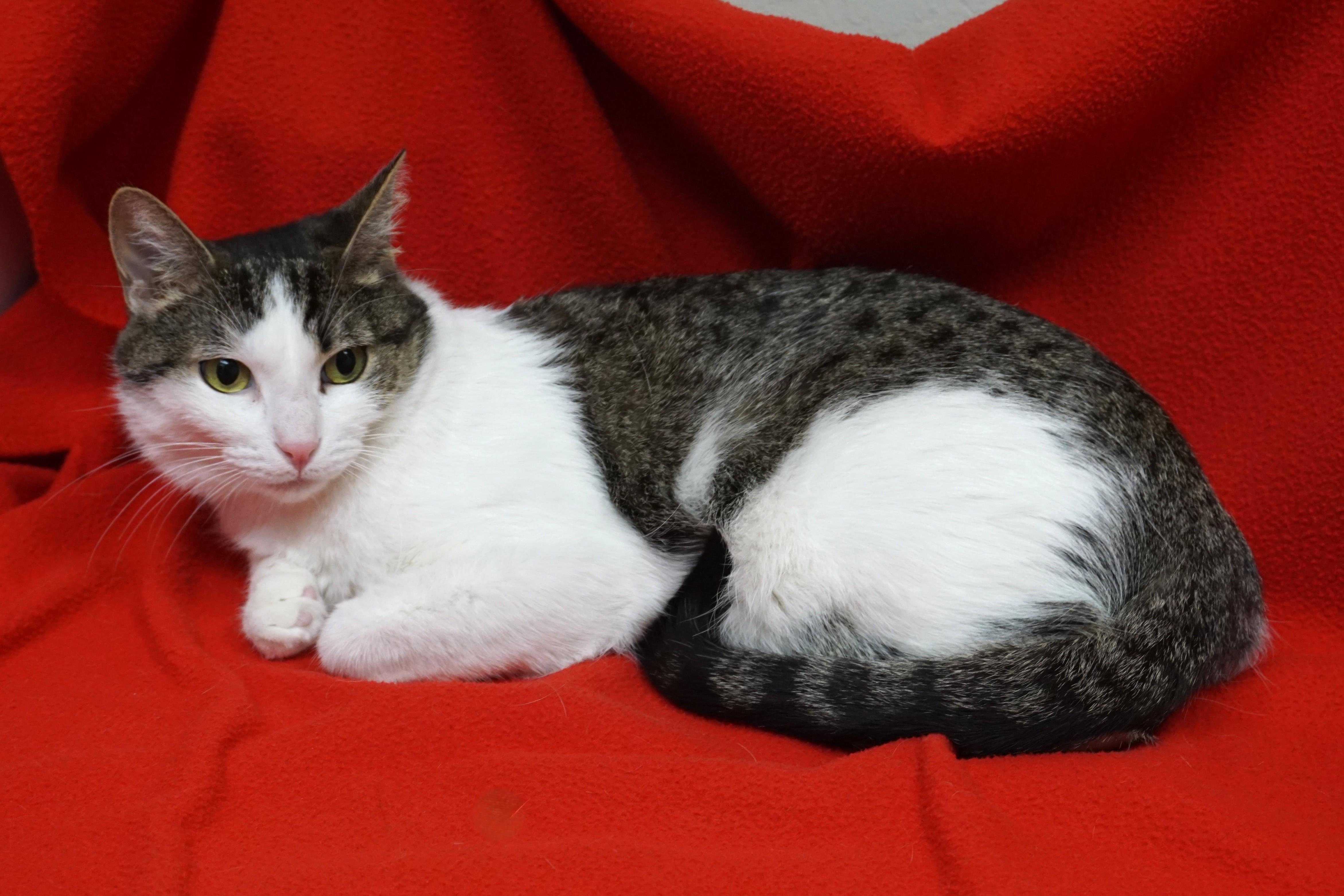 Michelle, an adopted Domestic Short Hair in Fountain Hills, AZ image 6/6