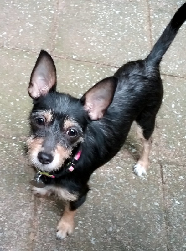 Nina (MD), an adoptable Dachshund in Ellicott City, MD, 21043 | Photo Image 1