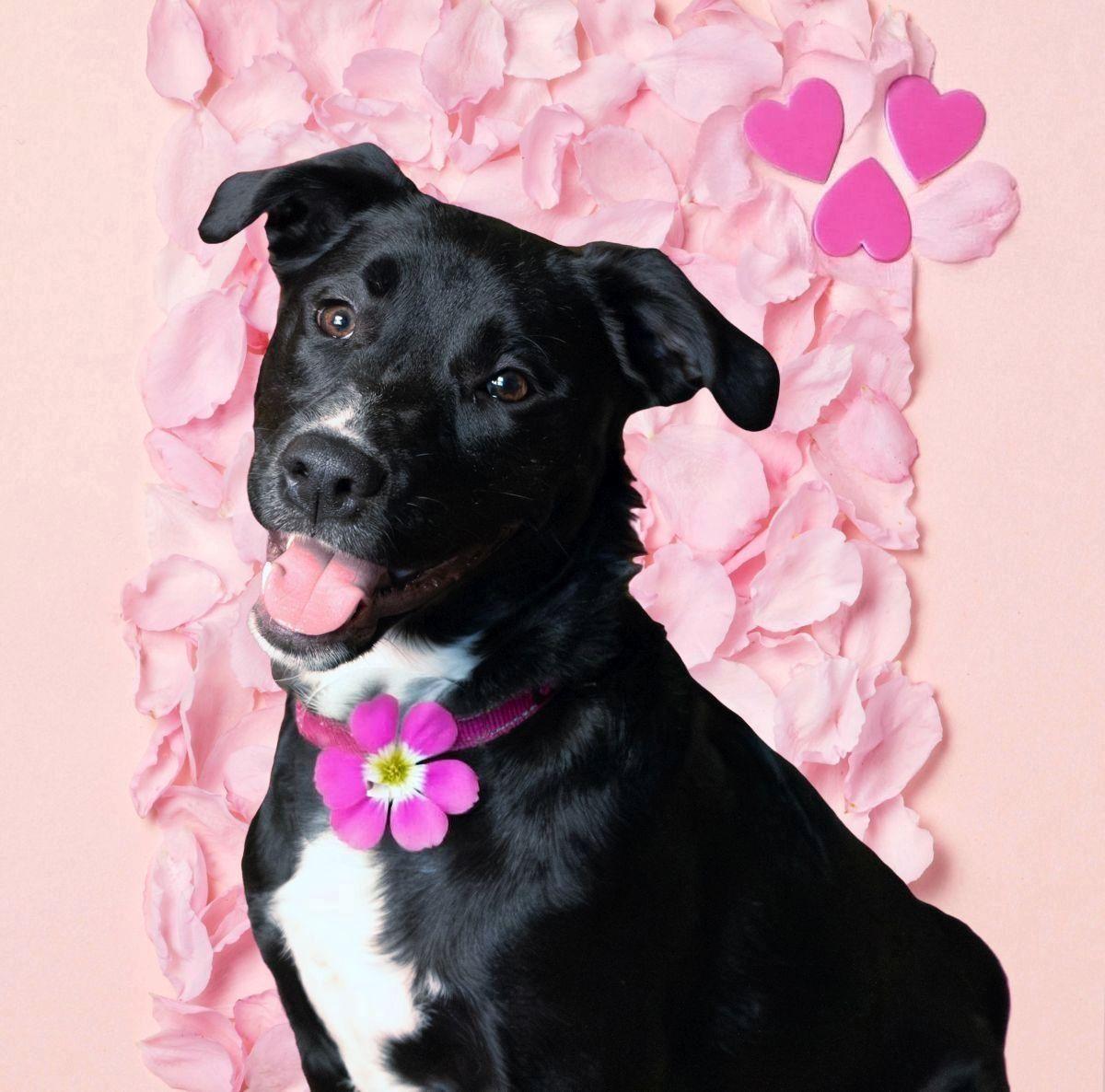 Pippa, a Adopted mixed breed in Louisville, KY image 2/5