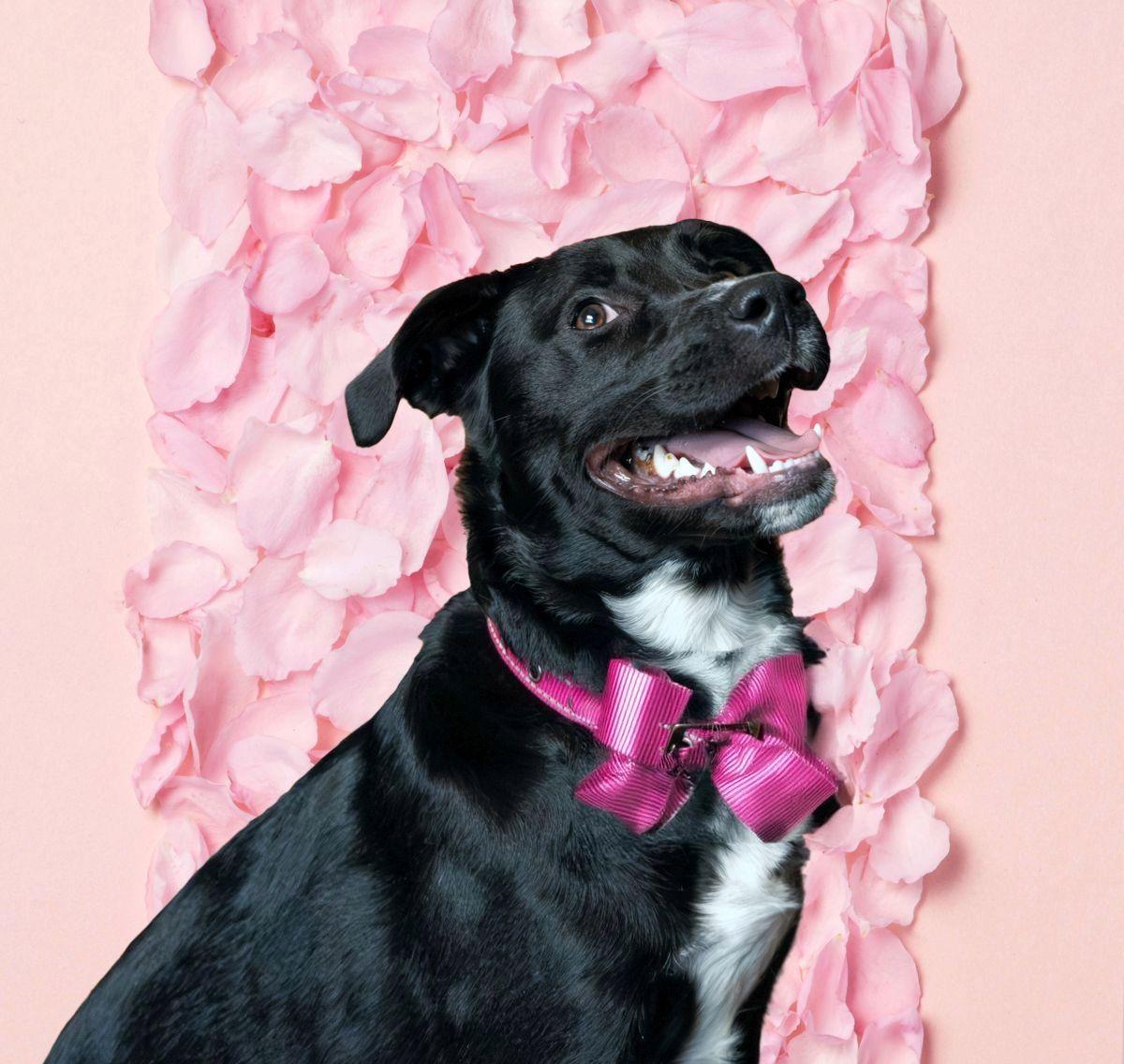 Pippa, a Adopted mixed breed in Louisville, KY image 3/5