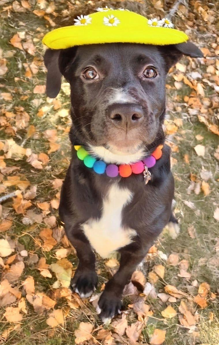 Pippa, a Adopted mixed breed in Louisville, KY image 1/5