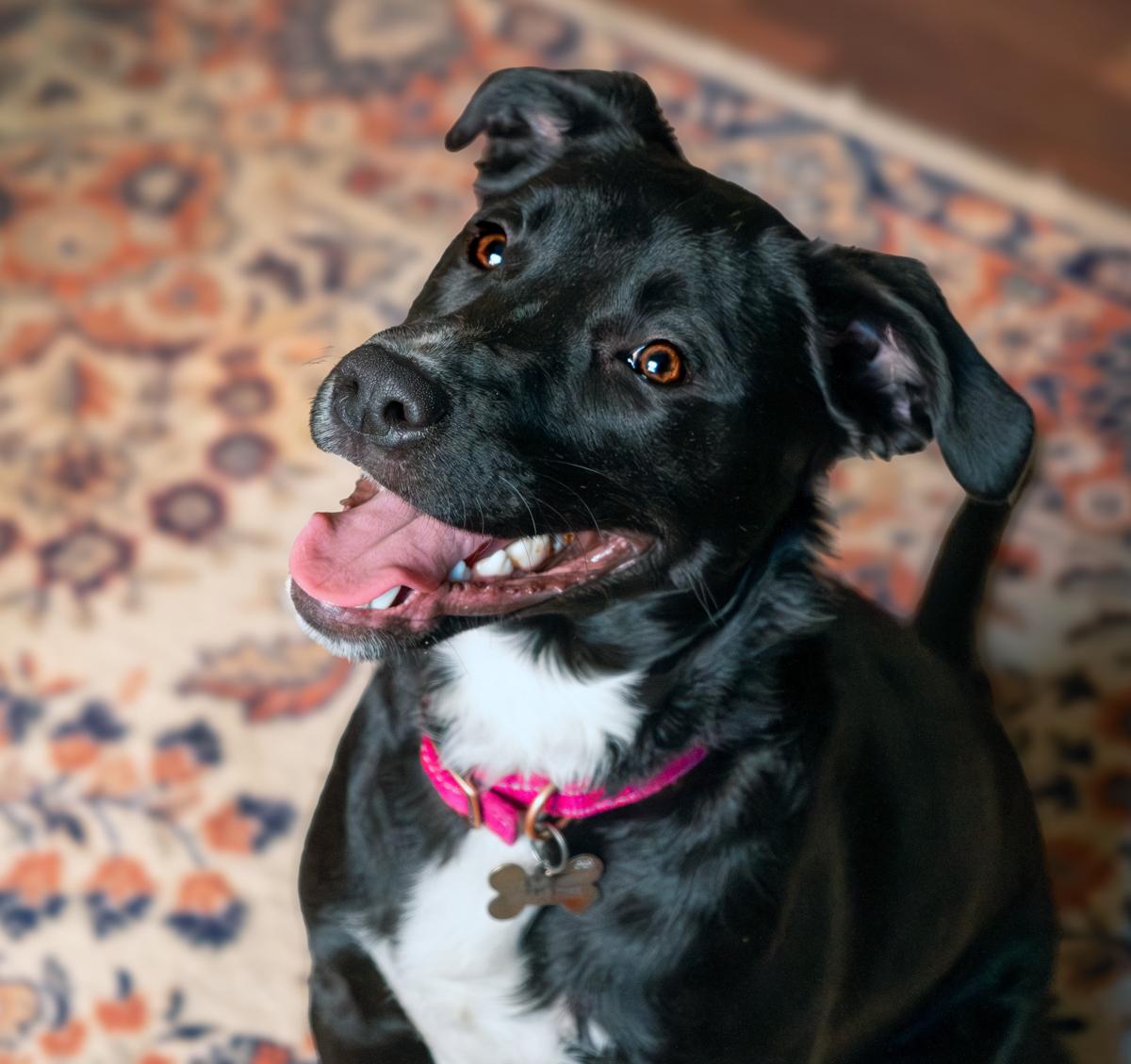 Pippa, a Adopted mixed breed in Louisville, KY image 5/5