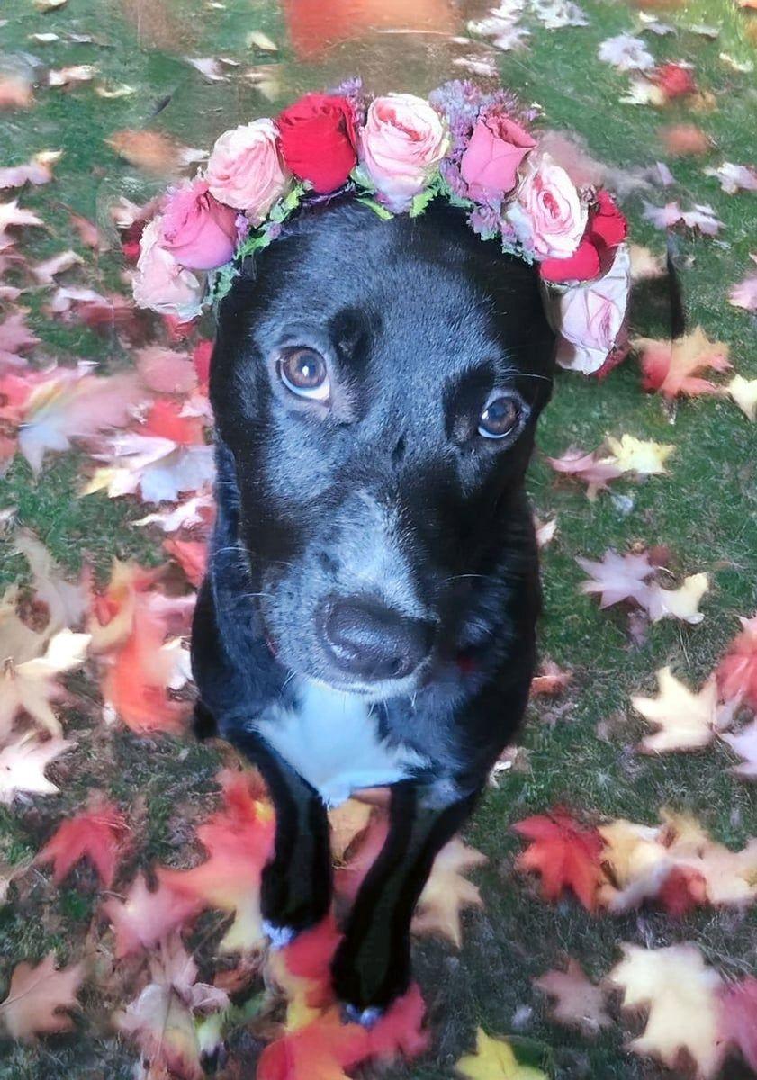 Pippa, a Adopted mixed breed in Louisville, KY image 4/5