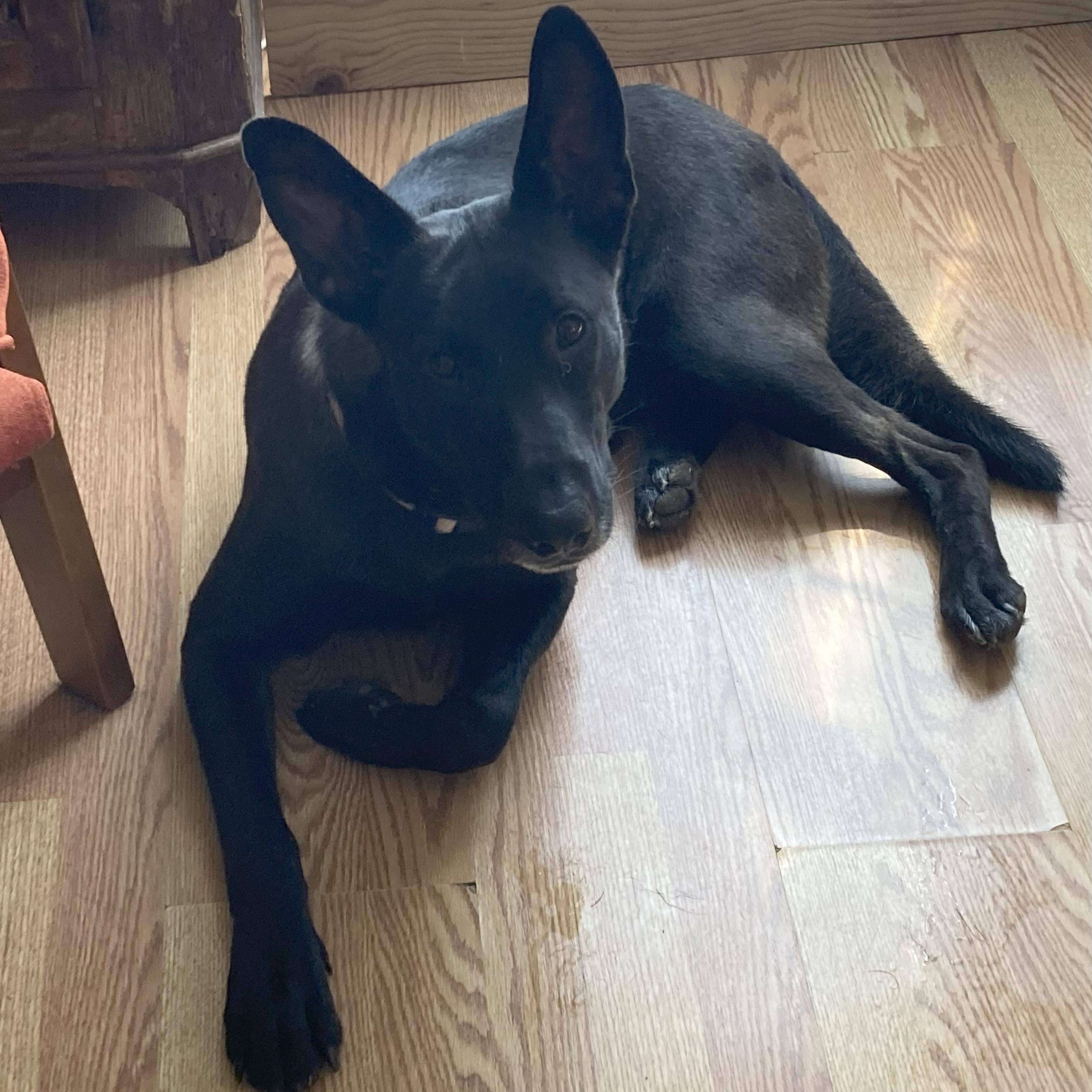 Charlie T, Adoptable, Young Male Shepherd.