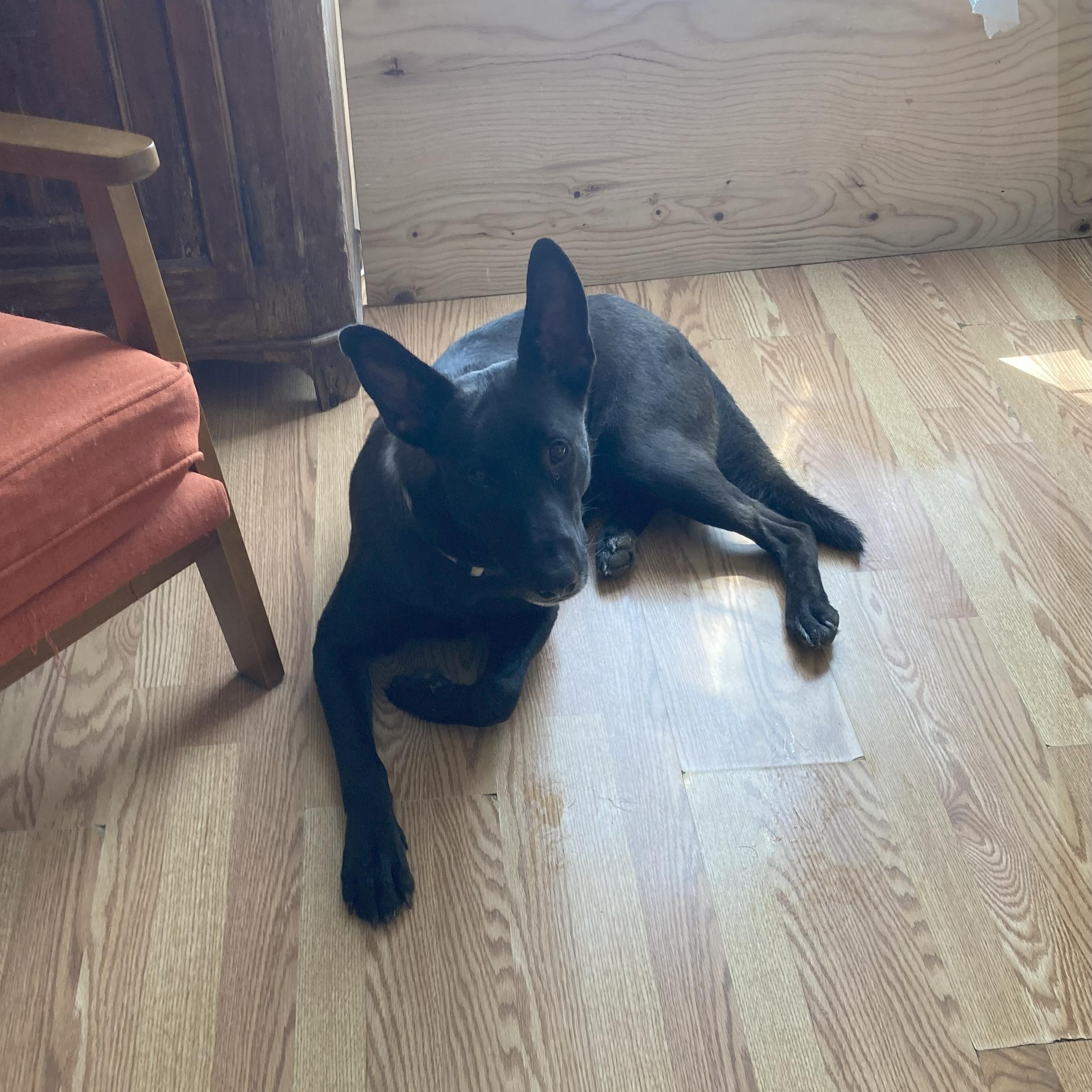 Enlarge Charlie T, a Adoptable mixed breed in Tarzana, CA image 2/5