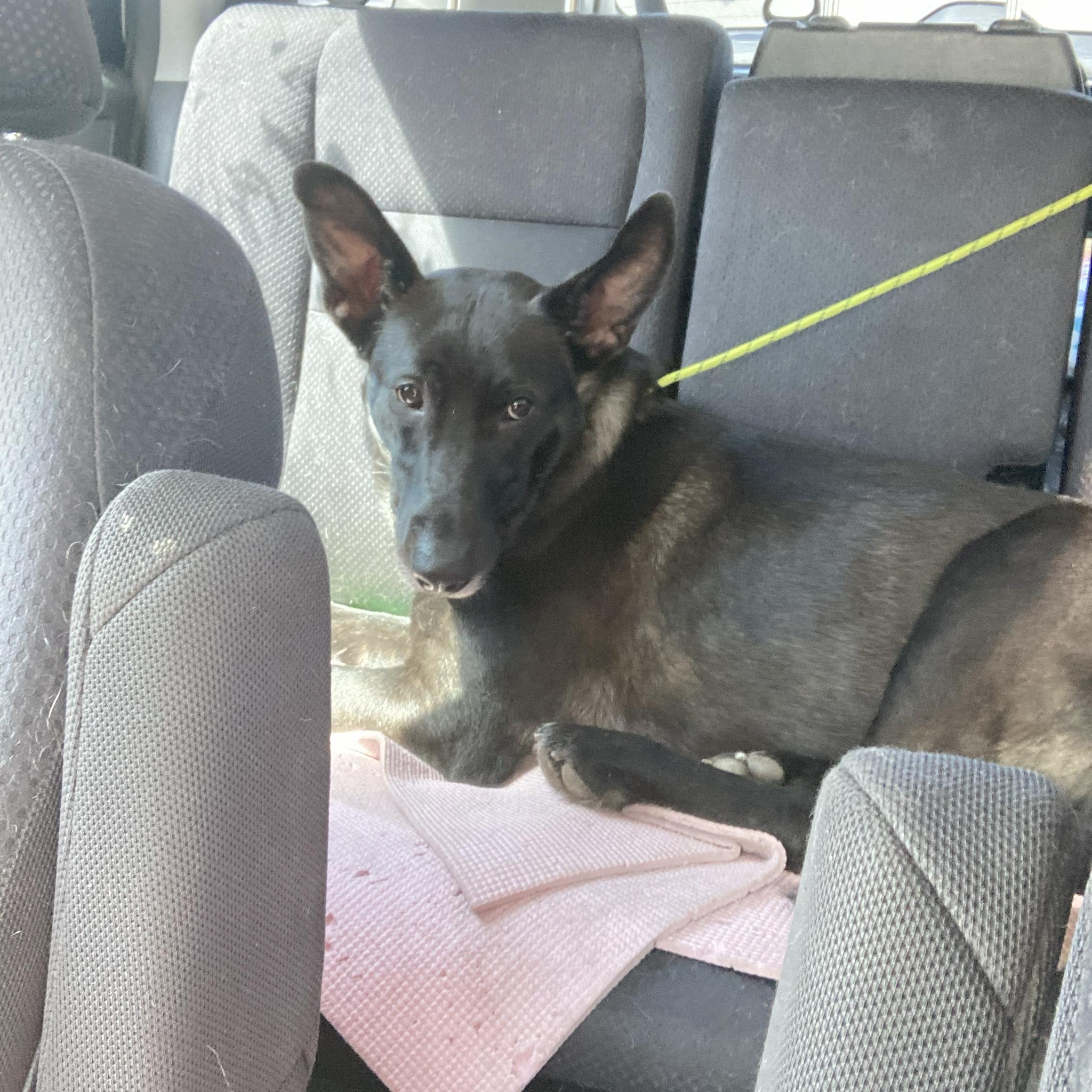 Enlarge Charlie T, a Adoptable mixed breed in Tarzana, CA image 3/5