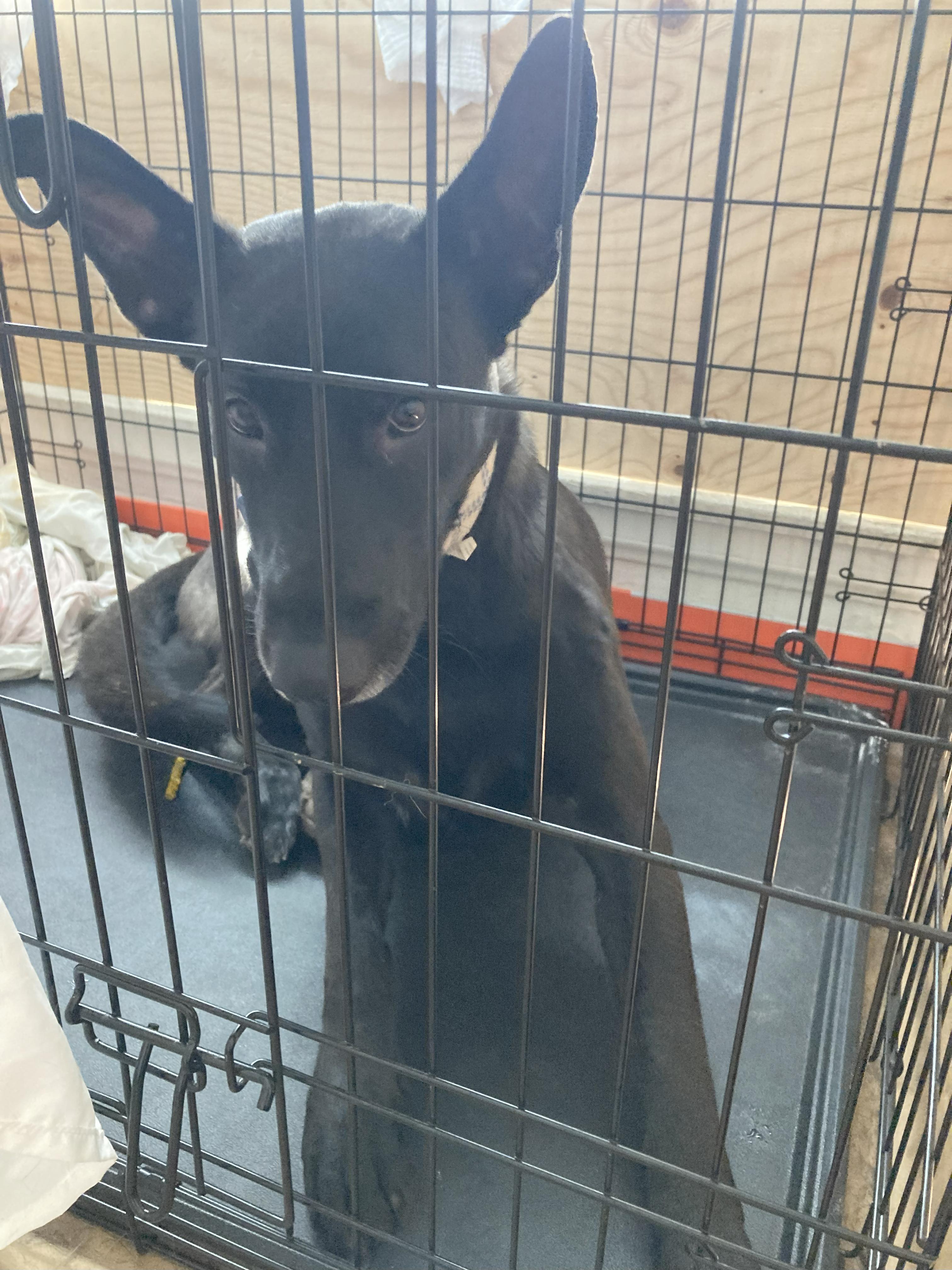 Enlarge Charlie T, a Adoptable mixed breed in Tarzana, CA image 5/5