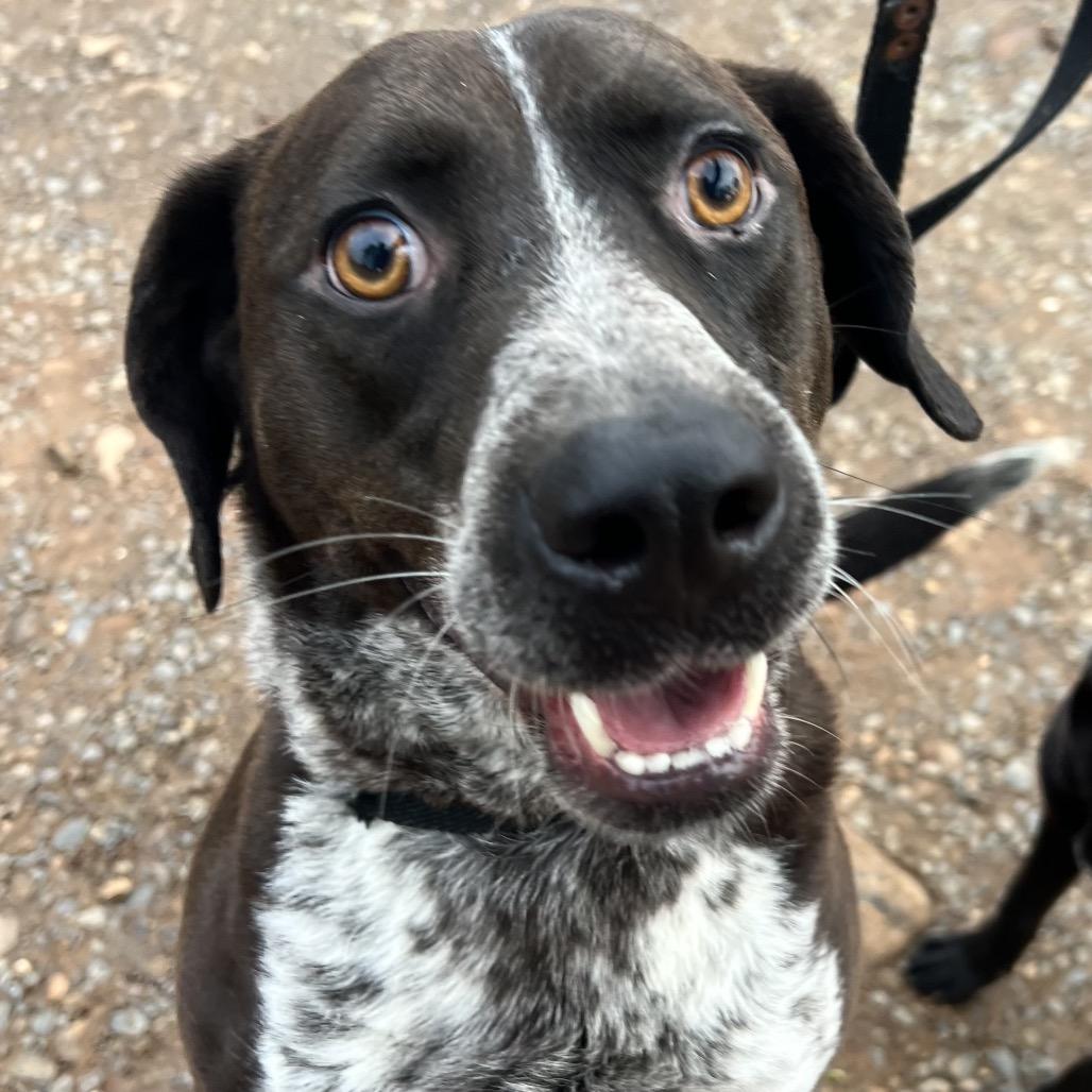 Enlarge Eli, a Adoptable Hound in Little Rock, AR image 3/5