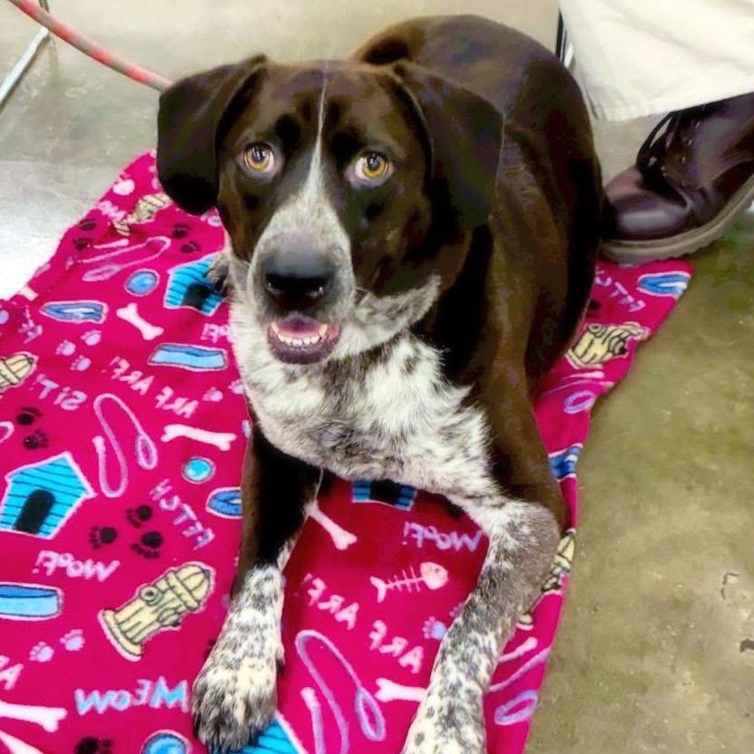 Enlarge Eli, a Adoptable Hound in Little Rock, AR image 4/5