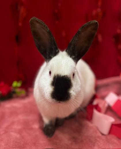 Turnip, a Adoptable Californian in Eugene, OR image 2/2