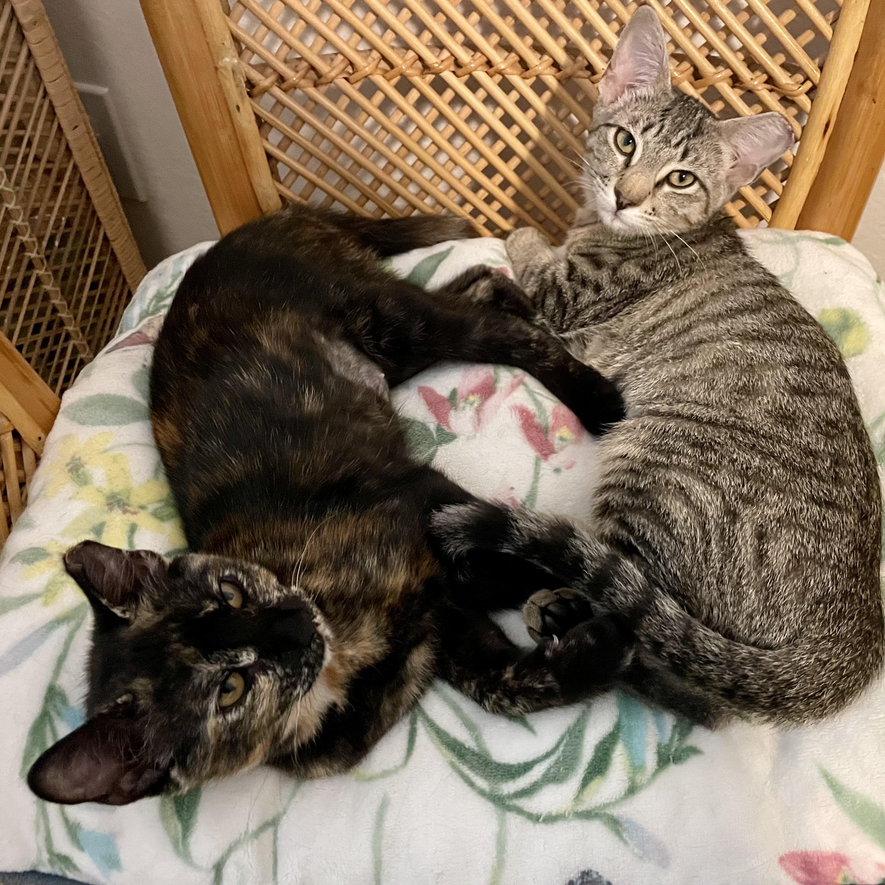 Enlarge Violet & Willow (bonded pair), a Adopted Tortoiseshell in Sacramento, CA image 5/6