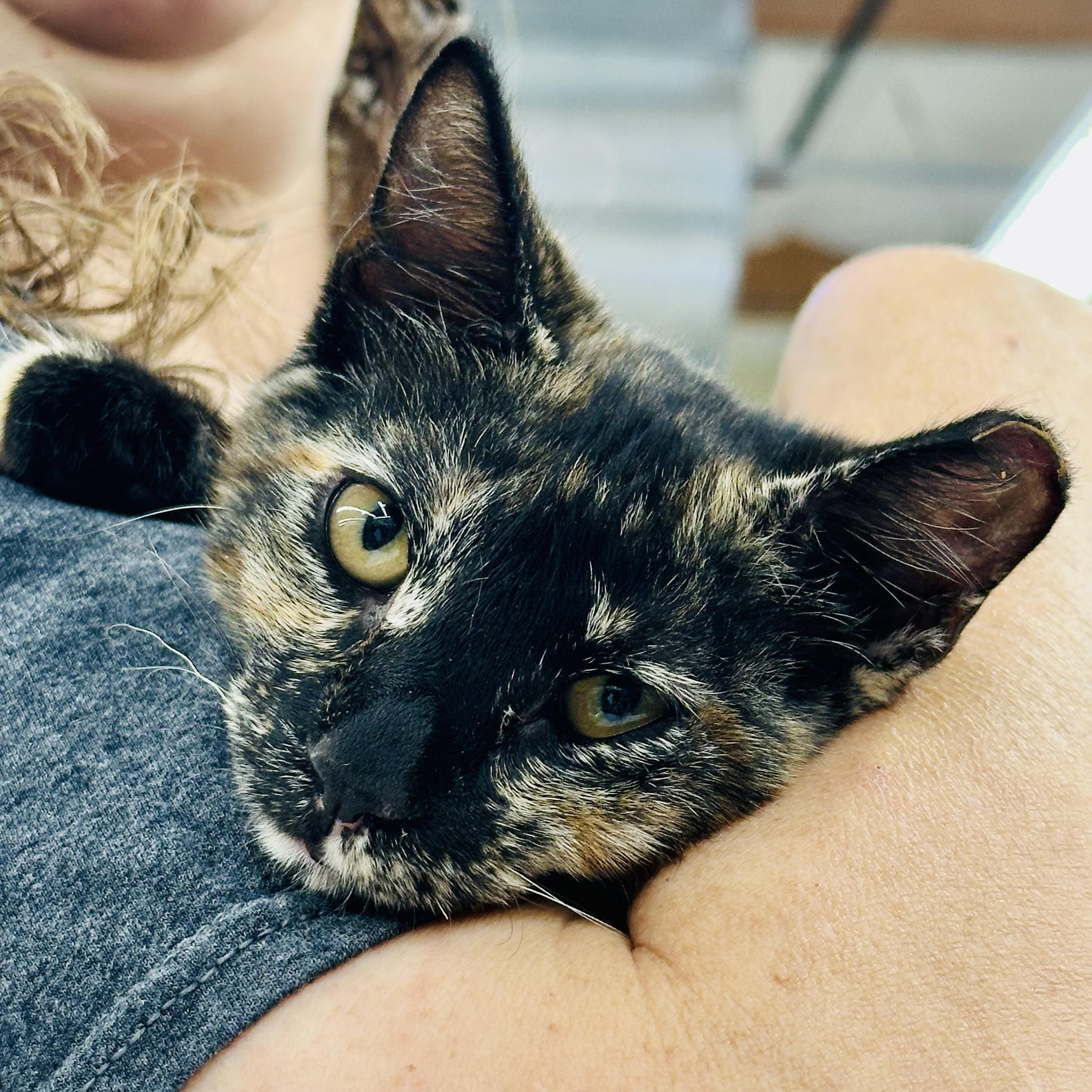 Enlarge Violet & Willow (bonded pair), a Adopted Tortoiseshell in Sacramento, CA image 1/6