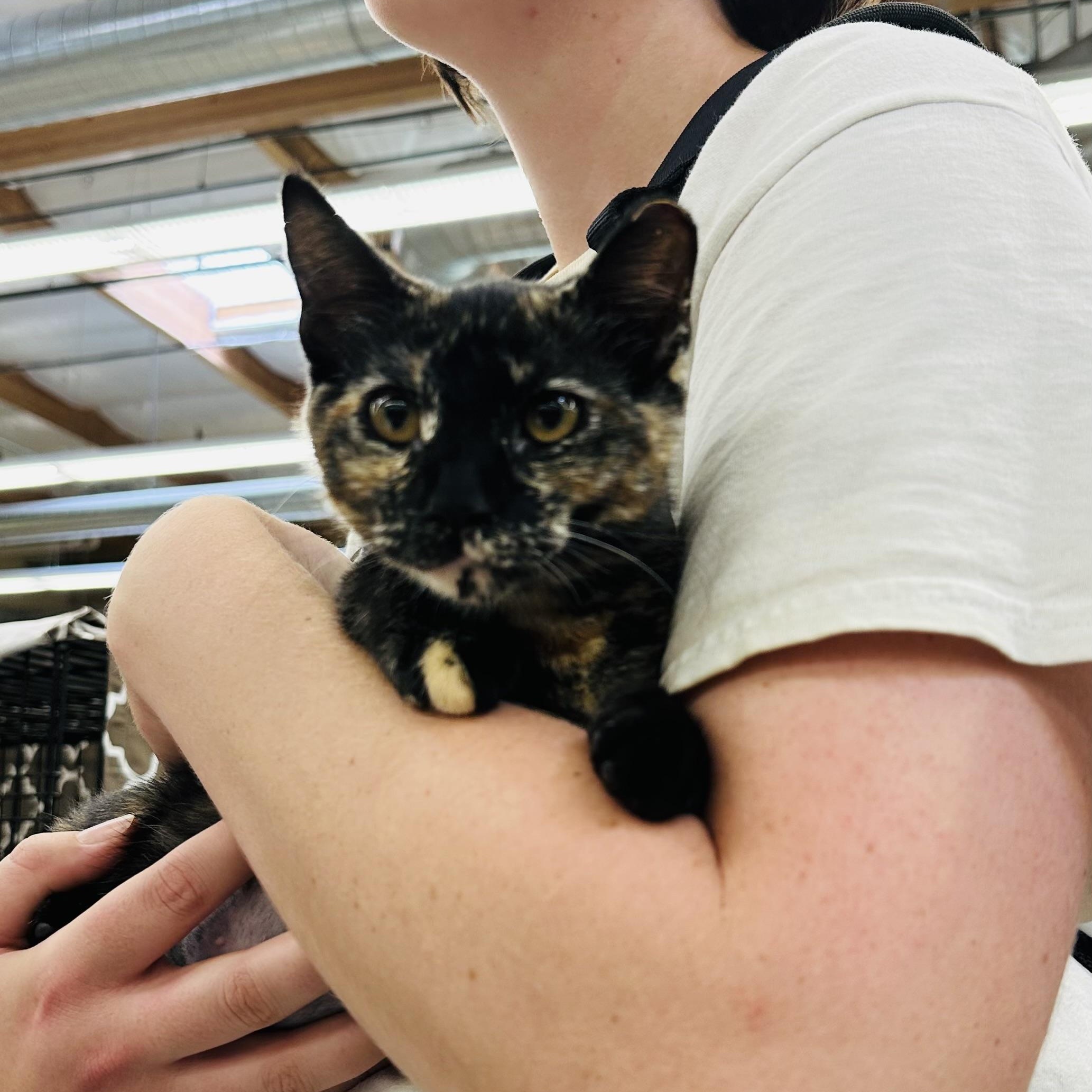 Enlarge Violet & Willow (bonded pair), a Adopted Tortoiseshell in Sacramento, CA image 4/6