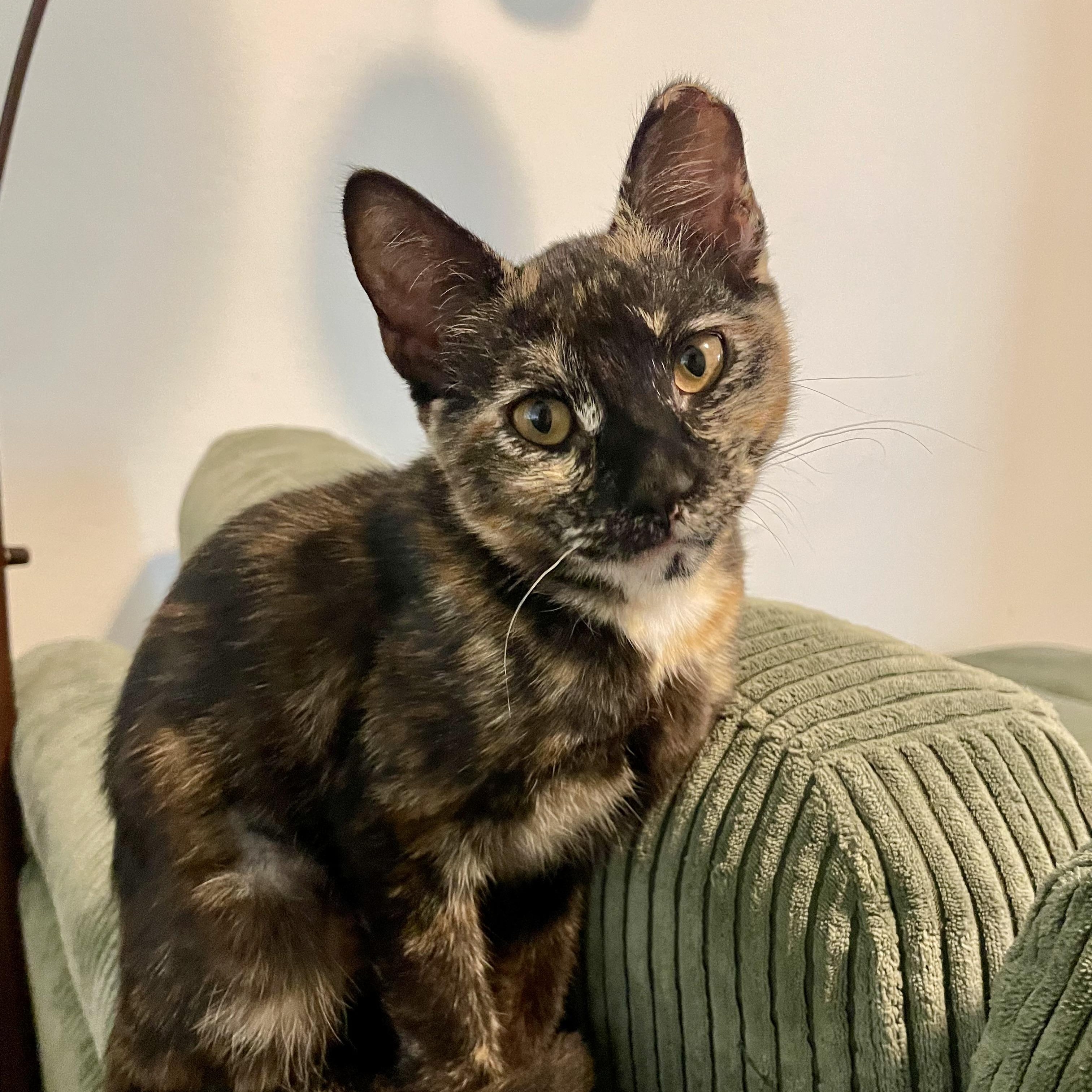 Enlarge Violet & Willow (bonded pair), a Adopted Tortoiseshell in Sacramento, CA image 6/6