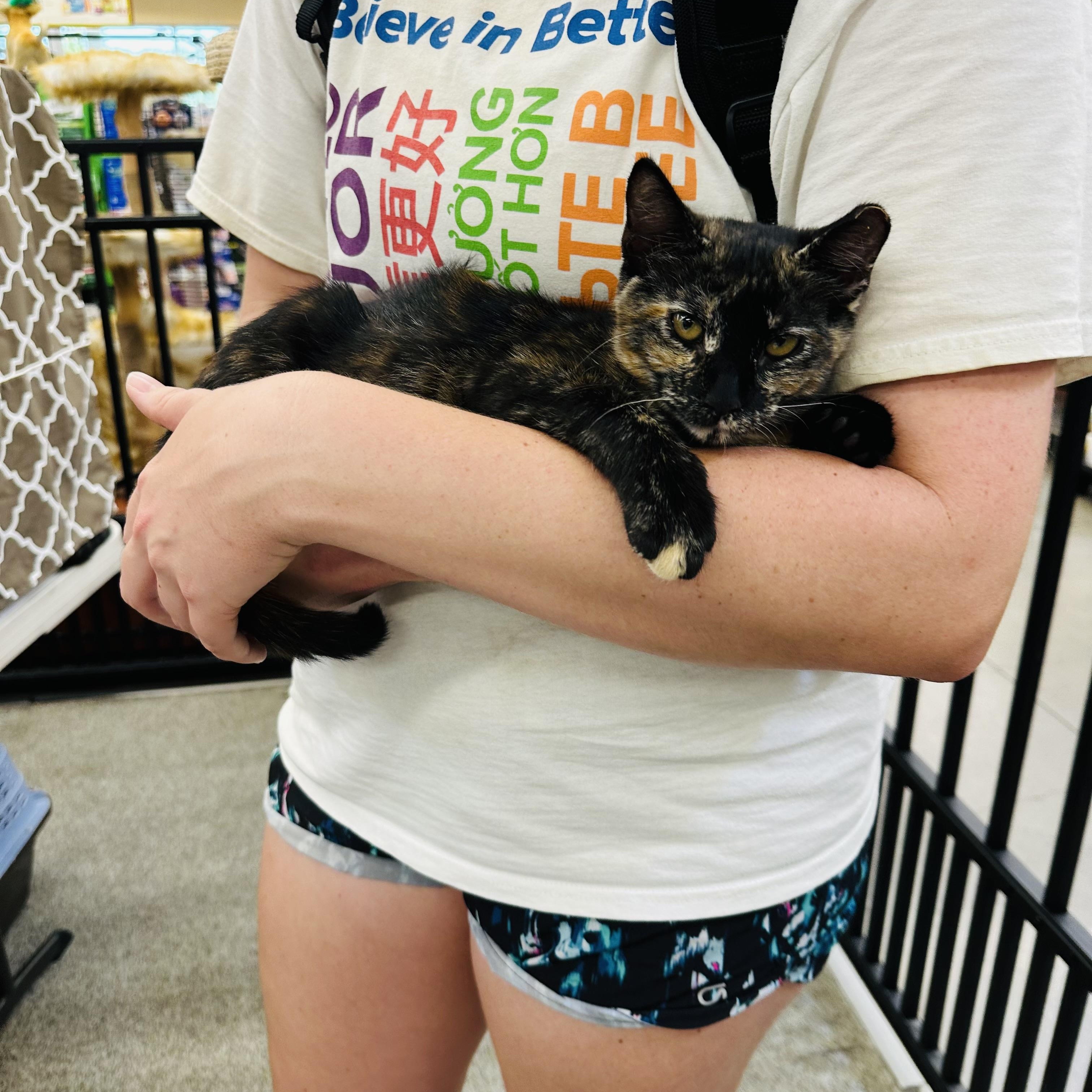 Enlarge Violet & Willow (bonded pair), a Adopted Tortoiseshell in Sacramento, CA image 3/6
