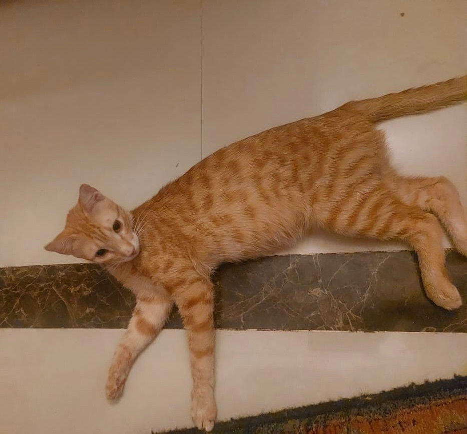 Layla, Adopted, Adult Female Egyptian Mau.