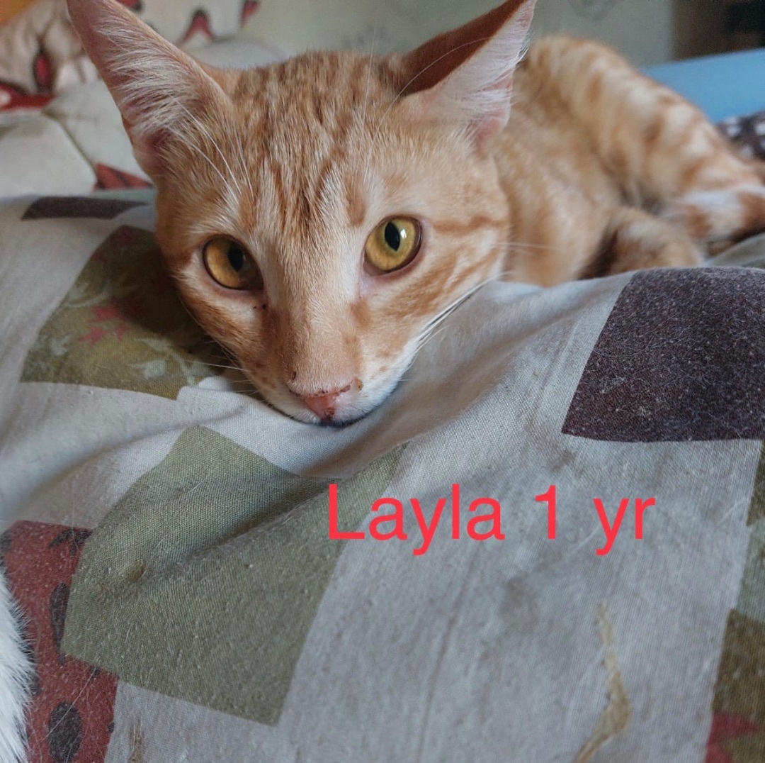 Enlarge Layla, a Adopted Egyptian Mau in Brampton, ON image 2/6