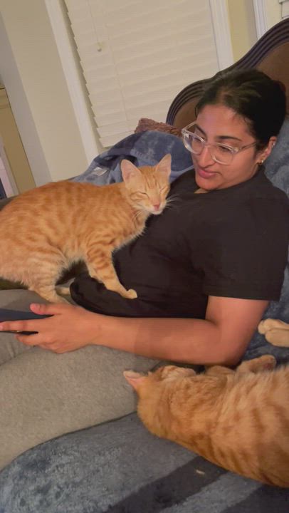 Enlarge Layla, a Adopted Egyptian Mau in Brampton, ON video 5/6