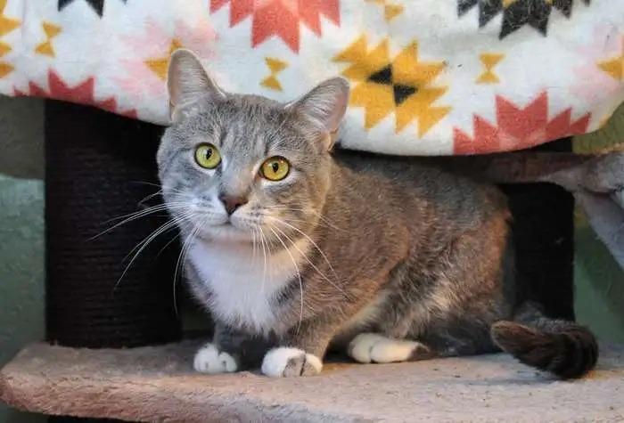 Enlarge Javier ICC-430-25, a Adoptable mixed breed in Coupeville, WA image 1/4